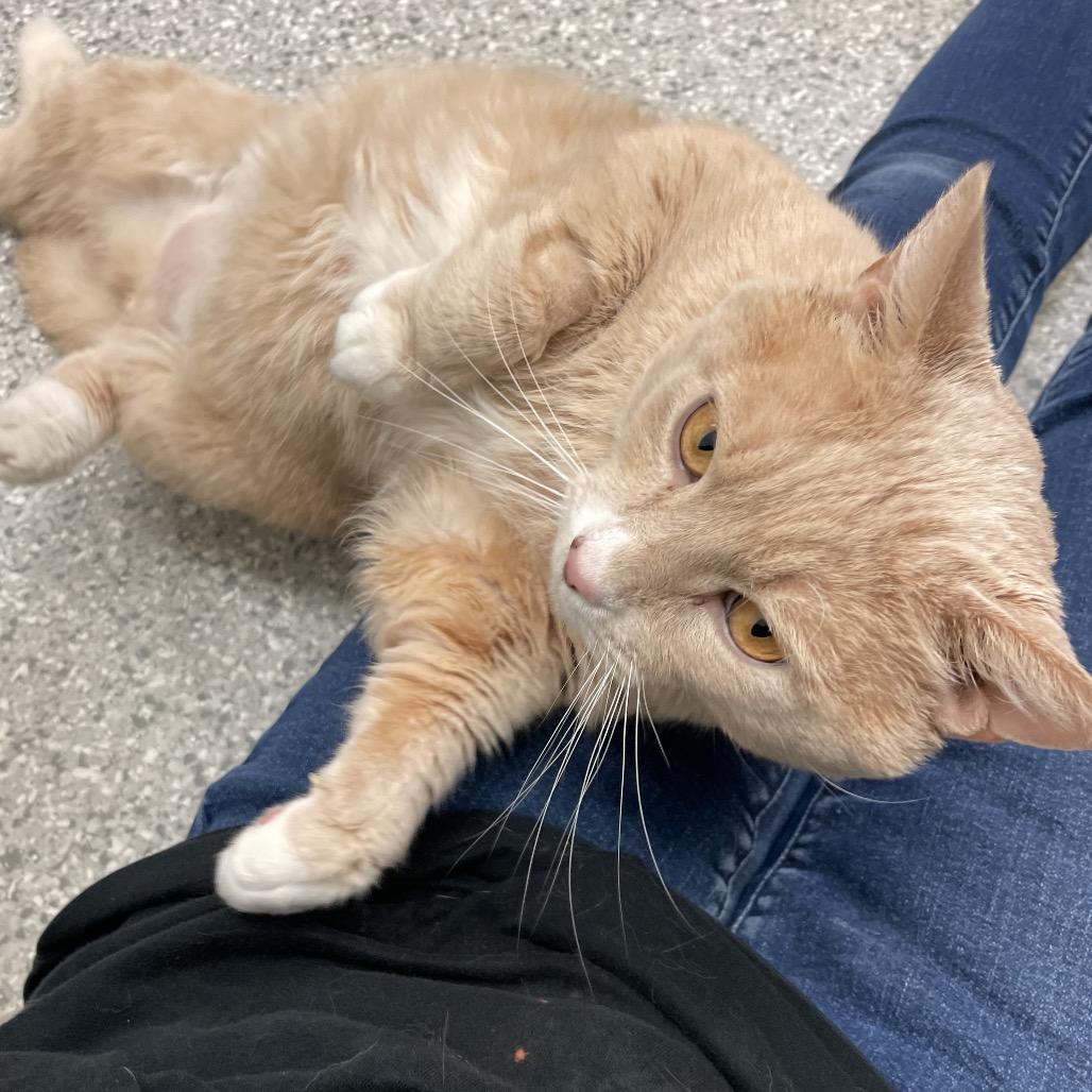 Kirby, Adoptable, Adult Male Domestic Short Hair.