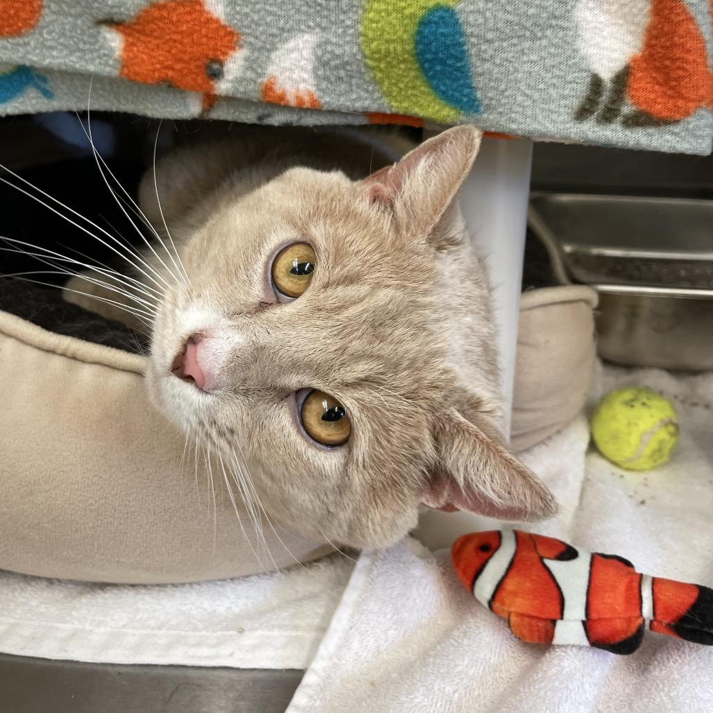 Enlarge Kirby, a Adoptable Domestic Short Hair in Enfield, NH image 2/4