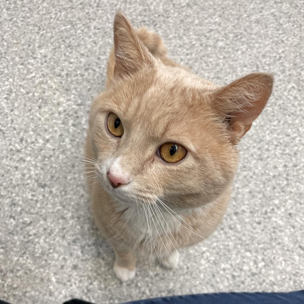 Enlarge Kirby, a Adoptable Domestic Short Hair in Enfield, NH image 3/4