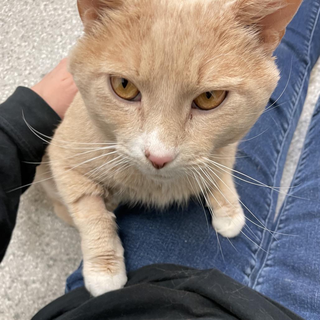 Enlarge Kirby, a Adoptable Domestic Short Hair in Enfield, NH image 4/4