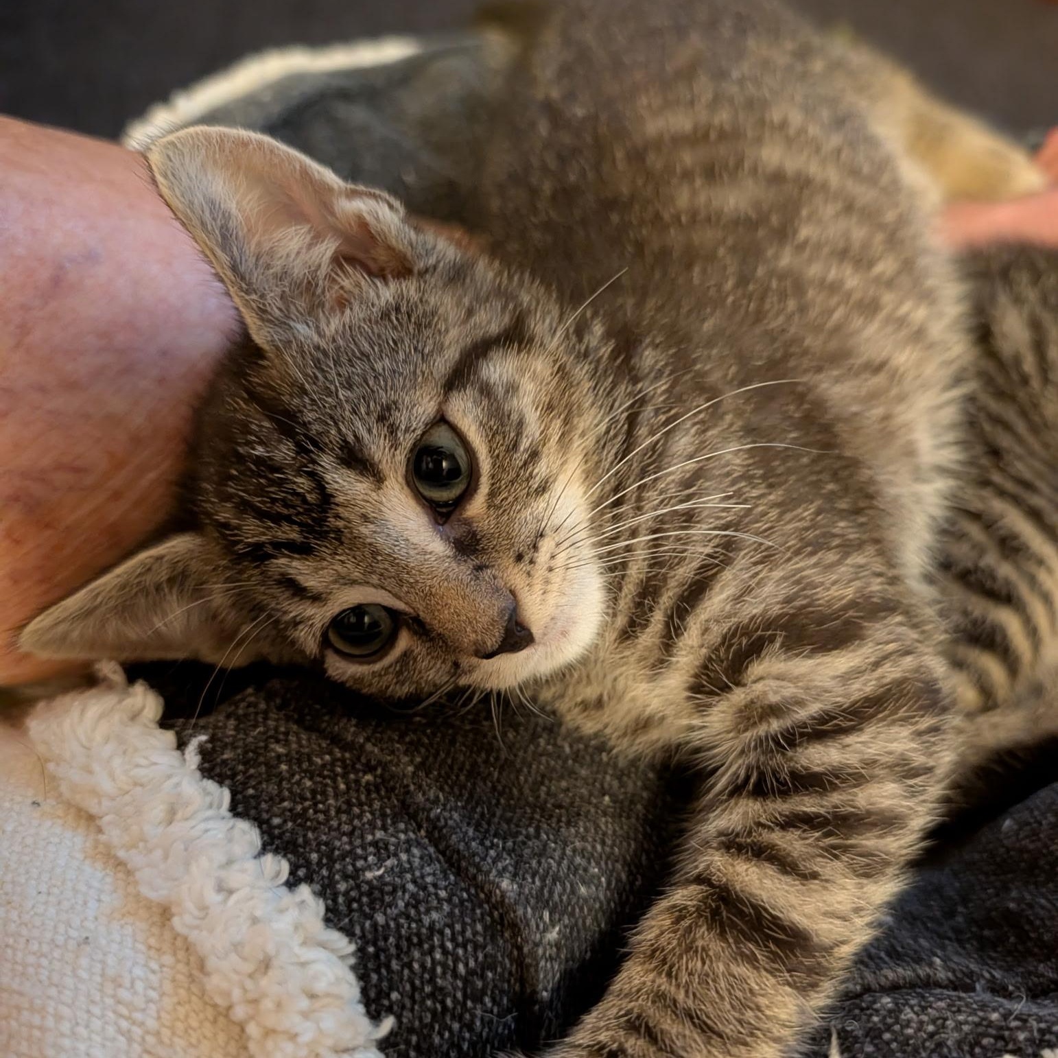 Stripe, Adoptable, Kitten Male Domestic Short Hair.