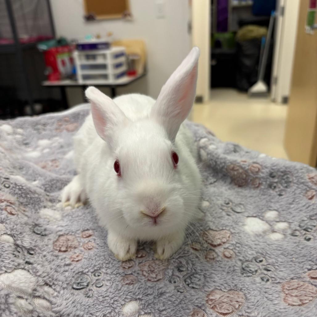 Enlarge Spinner, a Adoptable American in Warwick, RI image 2/2