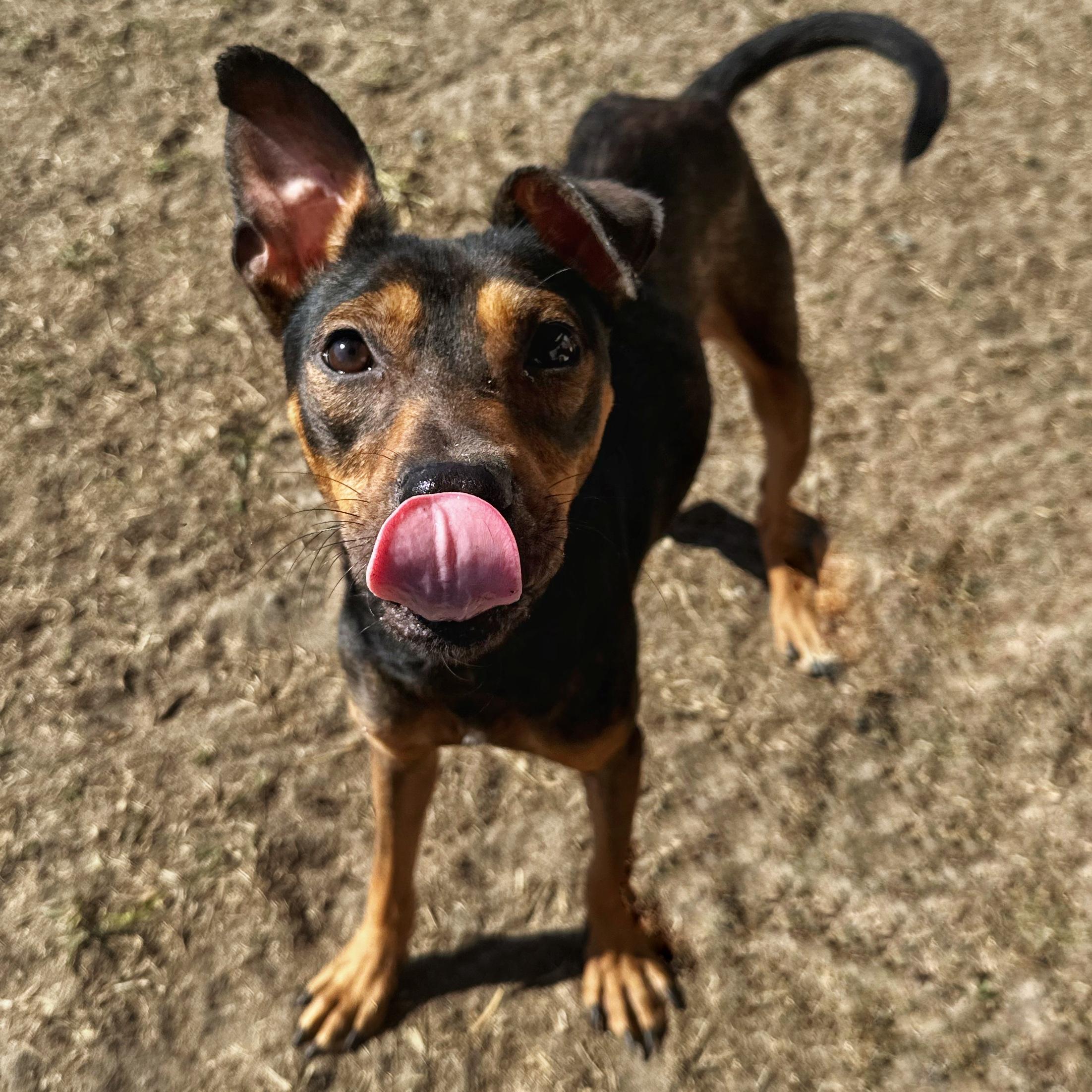 Kit Kat, a Adoptable mixed breed in Valdosta, GA image 3/5