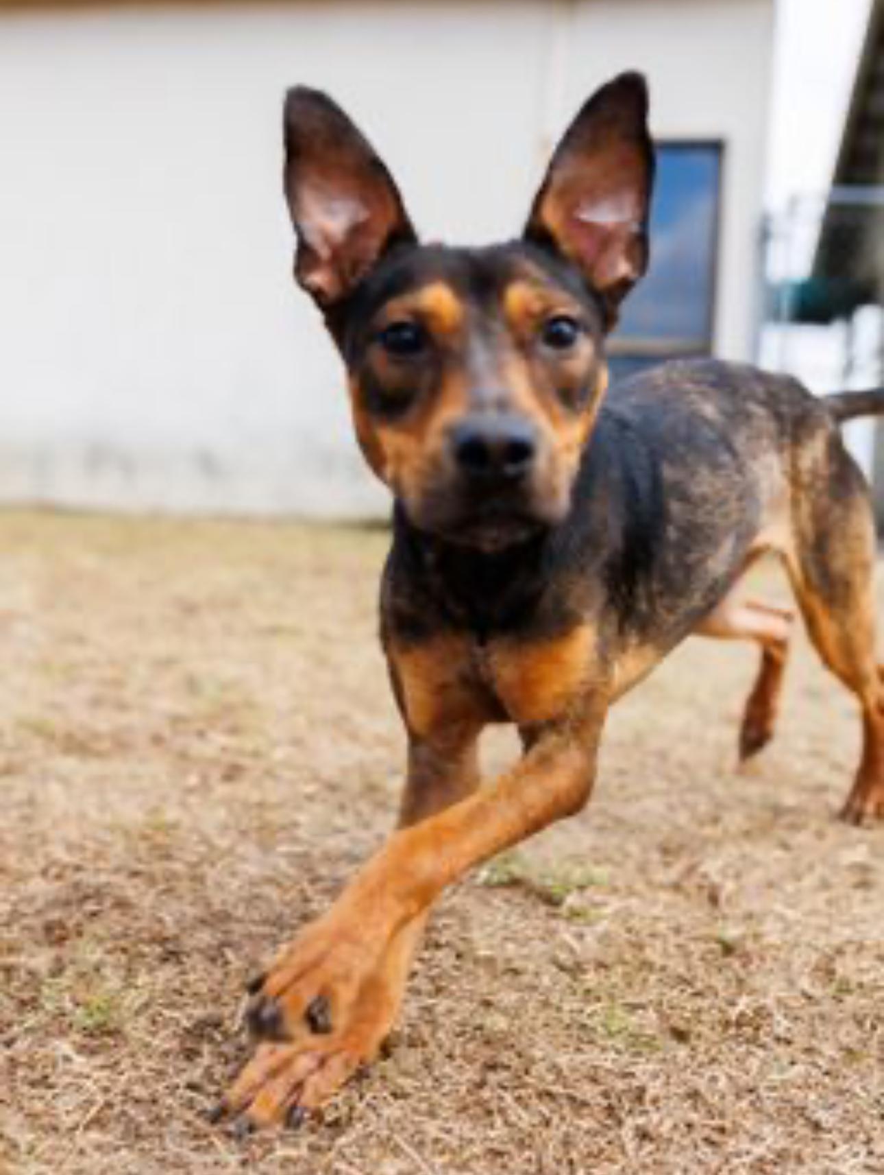 Kit Kat, a Adoptable mixed breed in Valdosta, GA image 2/5