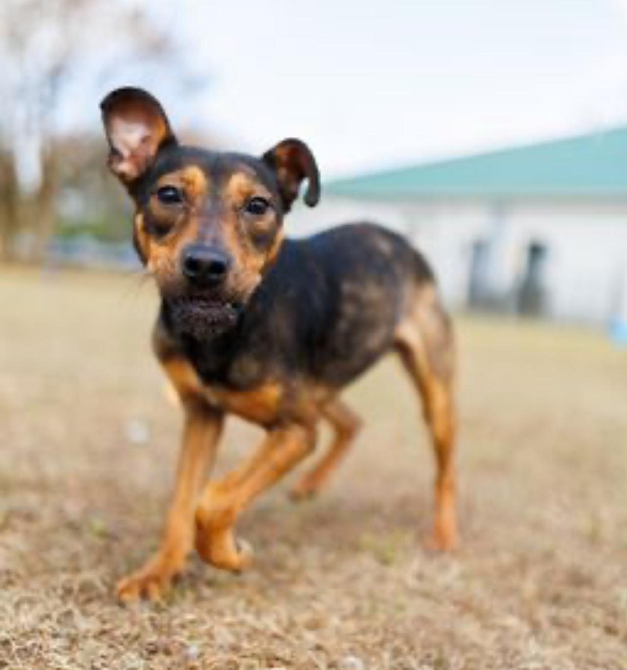 Kit Kat, Adoptable, Young Female Rat Terrier & Shepherd.