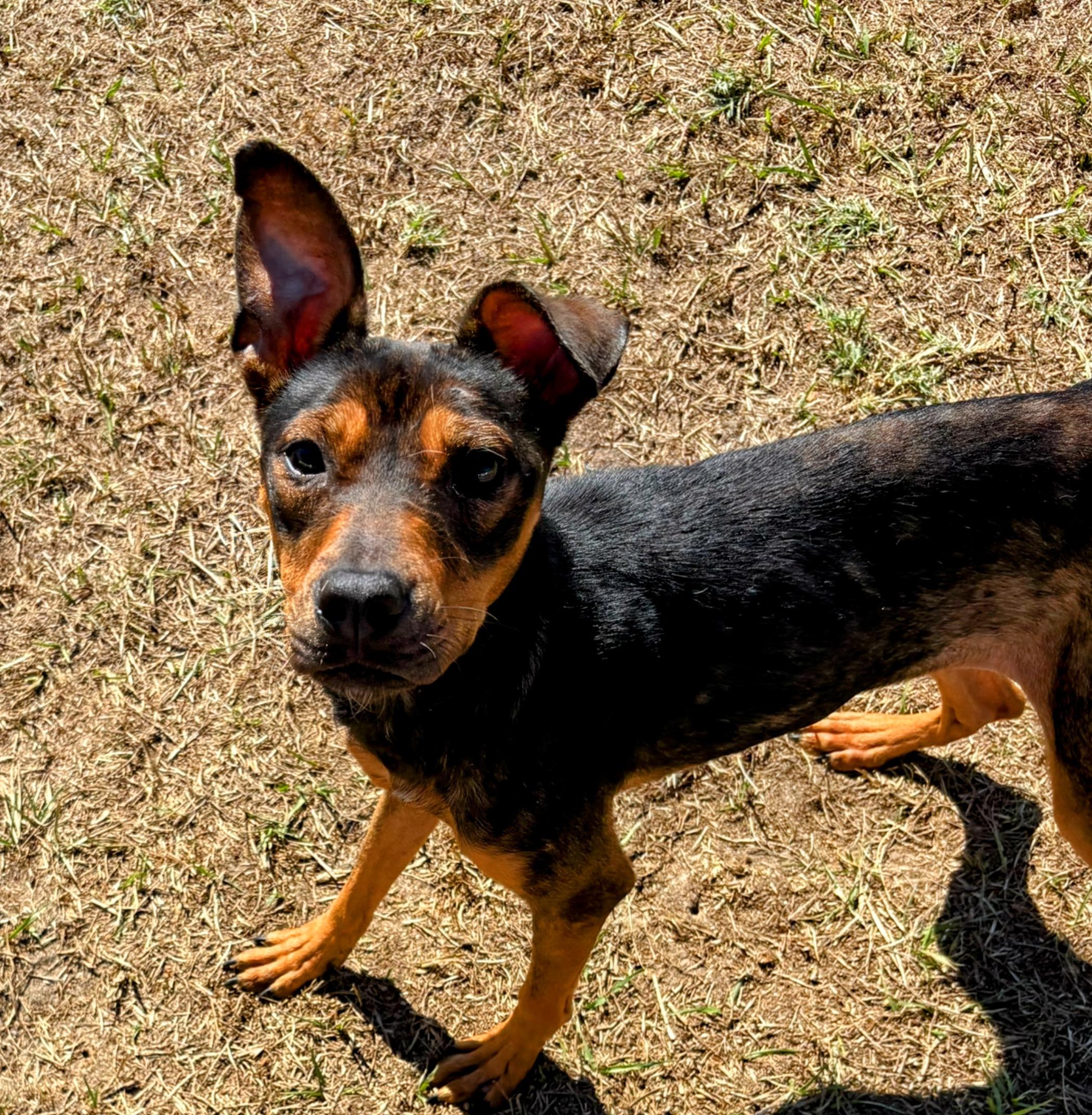 Kit Kat, a Adoptable mixed breed in Valdosta, GA image 5/5
