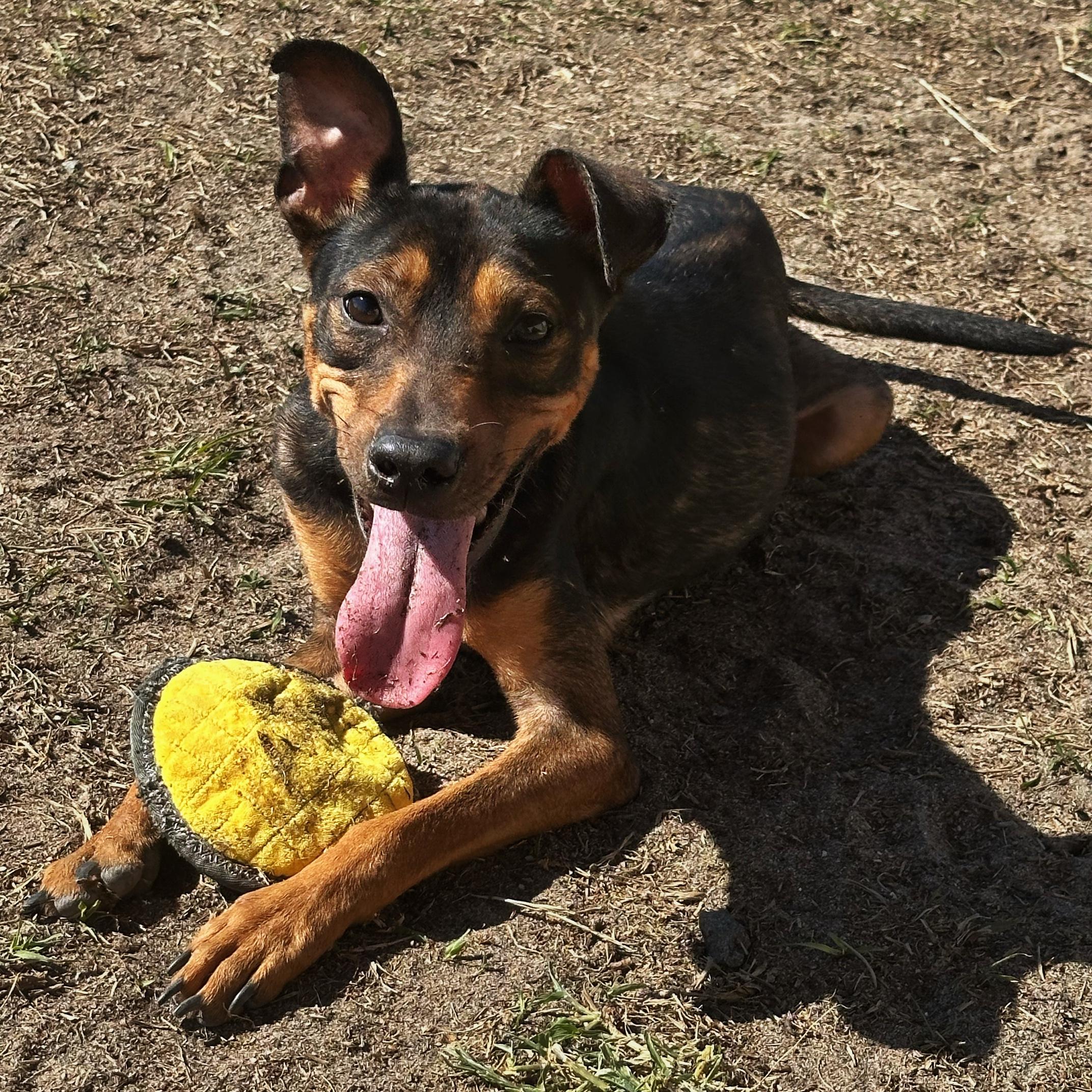 Kit Kat, a Adoptable mixed breed in Valdosta, GA image 4/5