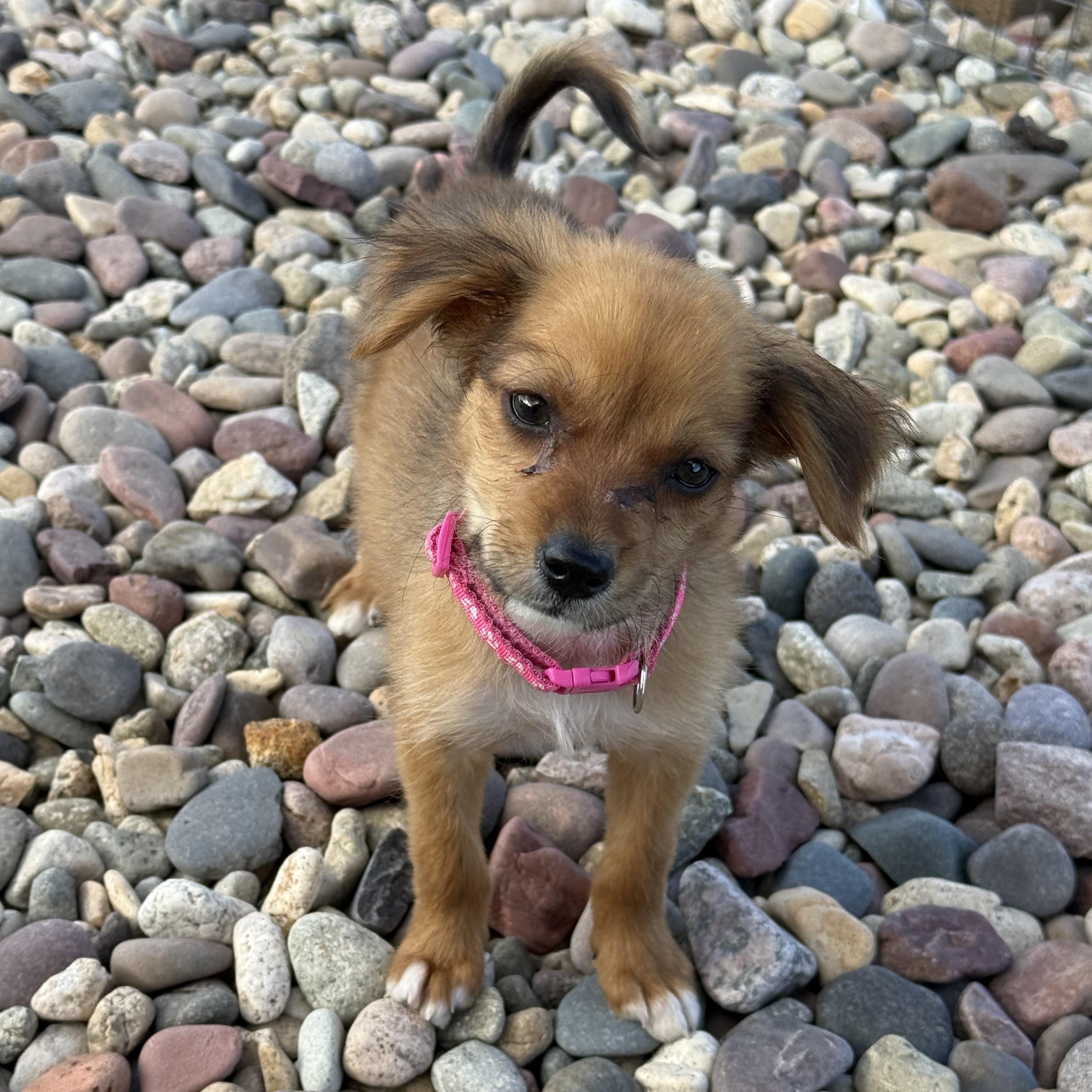 Enlarge Pasta (Carb Litter), a Adopted mixed breed in San Diego, CA image 3/5
