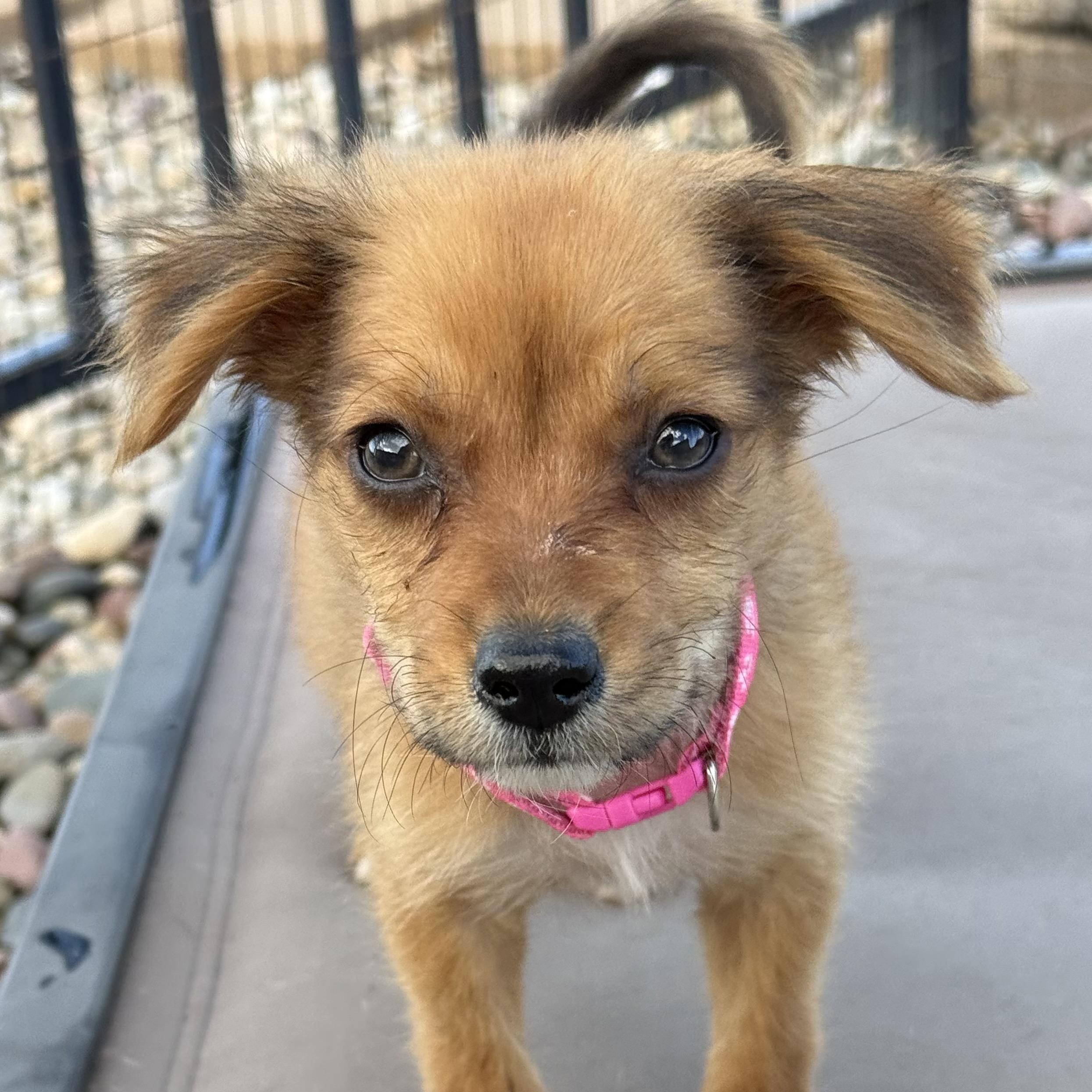 Enlarge Pasta (Carb Litter), a Adopted mixed breed in San Diego, CA image 1/5