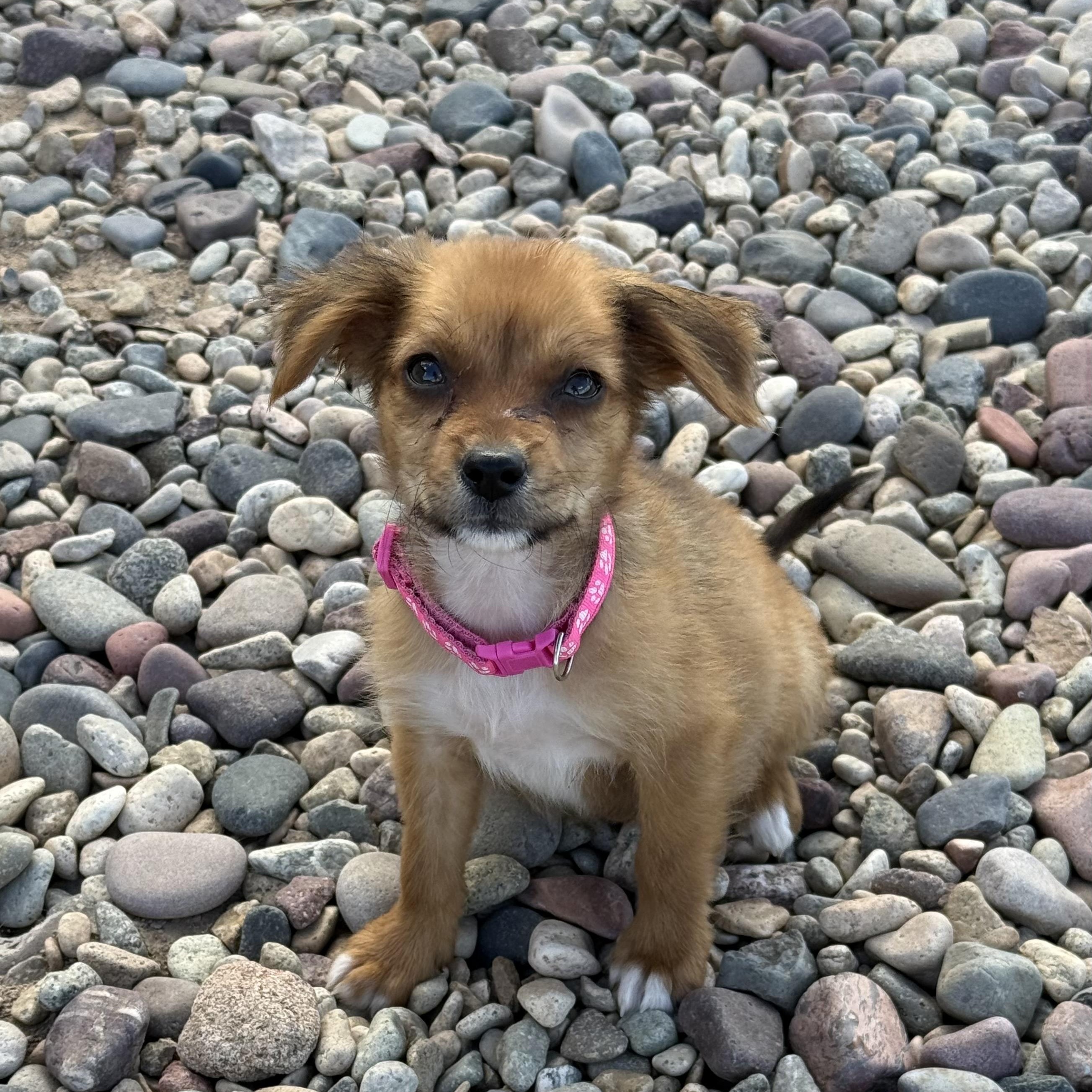Enlarge Pasta (Carb Litter), a Adopted mixed breed in San Diego, CA image 5/5