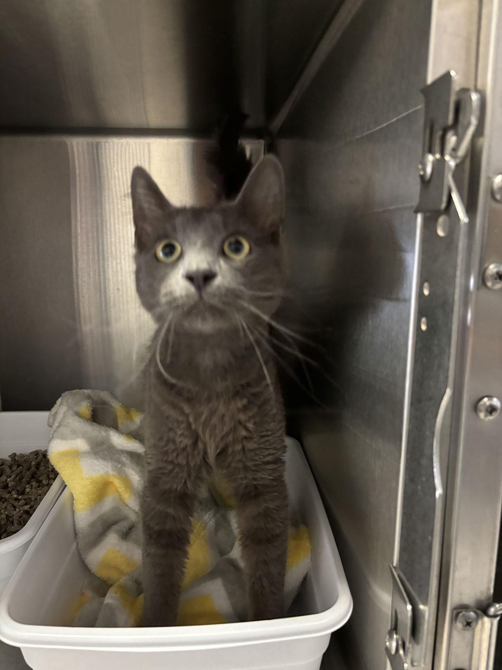Enlarge Mr. Gray ( BC), a Adoptable Russian Blue in Vallejo, CA image 2/3