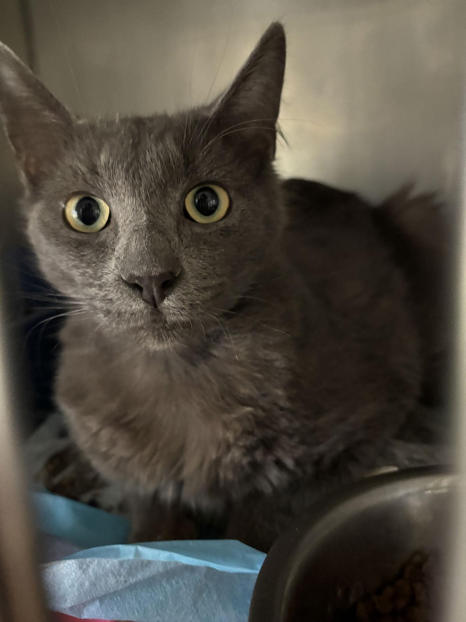 Enlarge Mr. Gray ( BC), a Adoptable Russian Blue in Vallejo, CA image 3/3