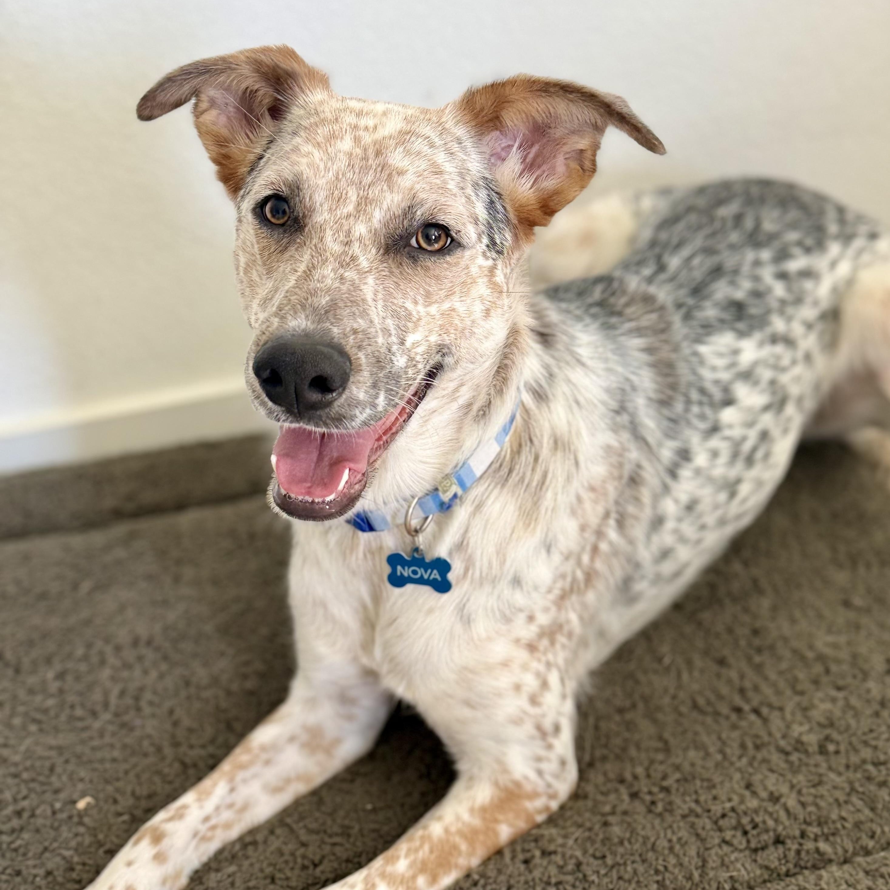 Nova - Local April 10-12, adopted, Young Female Australian Cattle Dog / Blue Heeler & Australian Shepherd.
