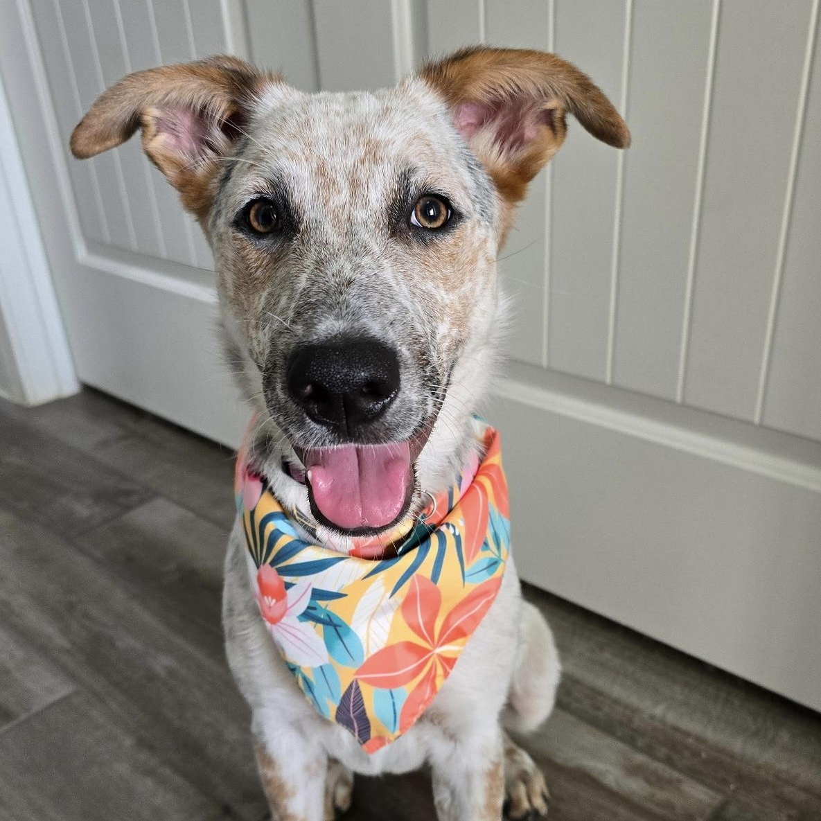 Enlarge Nova - Local April 10-12, an adopted mixed breed in Westerly, RI image 2/4