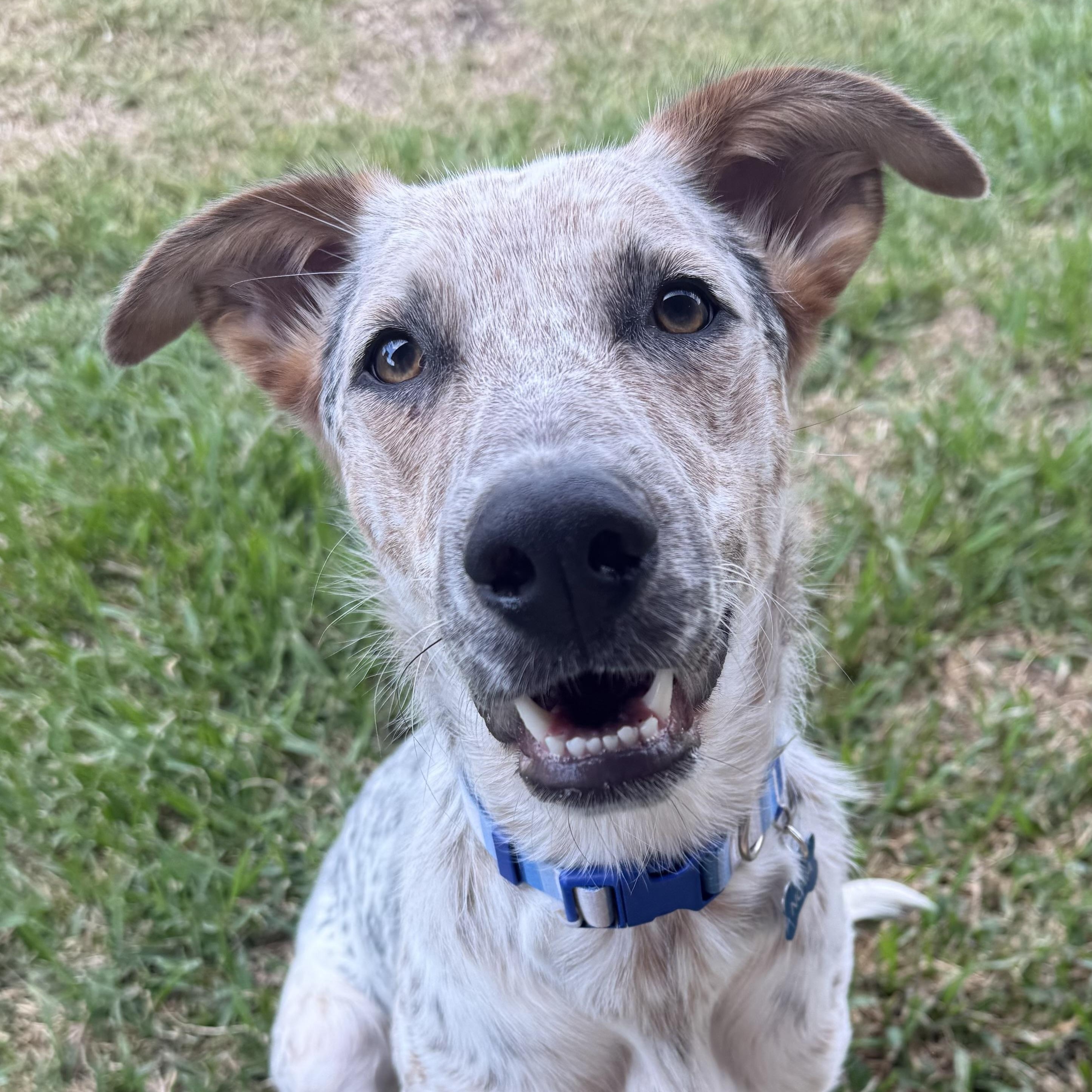 Enlarge Nova - Local April 10-12, an adopted mixed breed in Westerly, RI image 3/4