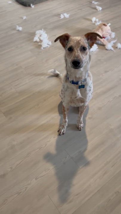 Enlarge Nova - Local April 10-12, an adopted mixed breed in Westerly, RI video 4/4