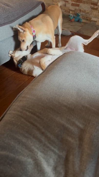 Enlarge Maverick, a Adoptable mixed breed in Dallas, TX video 2/2