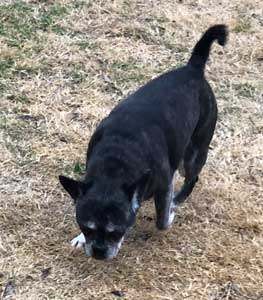 Stella, Adoptable, Senior Female Boston Terrier & Pug.