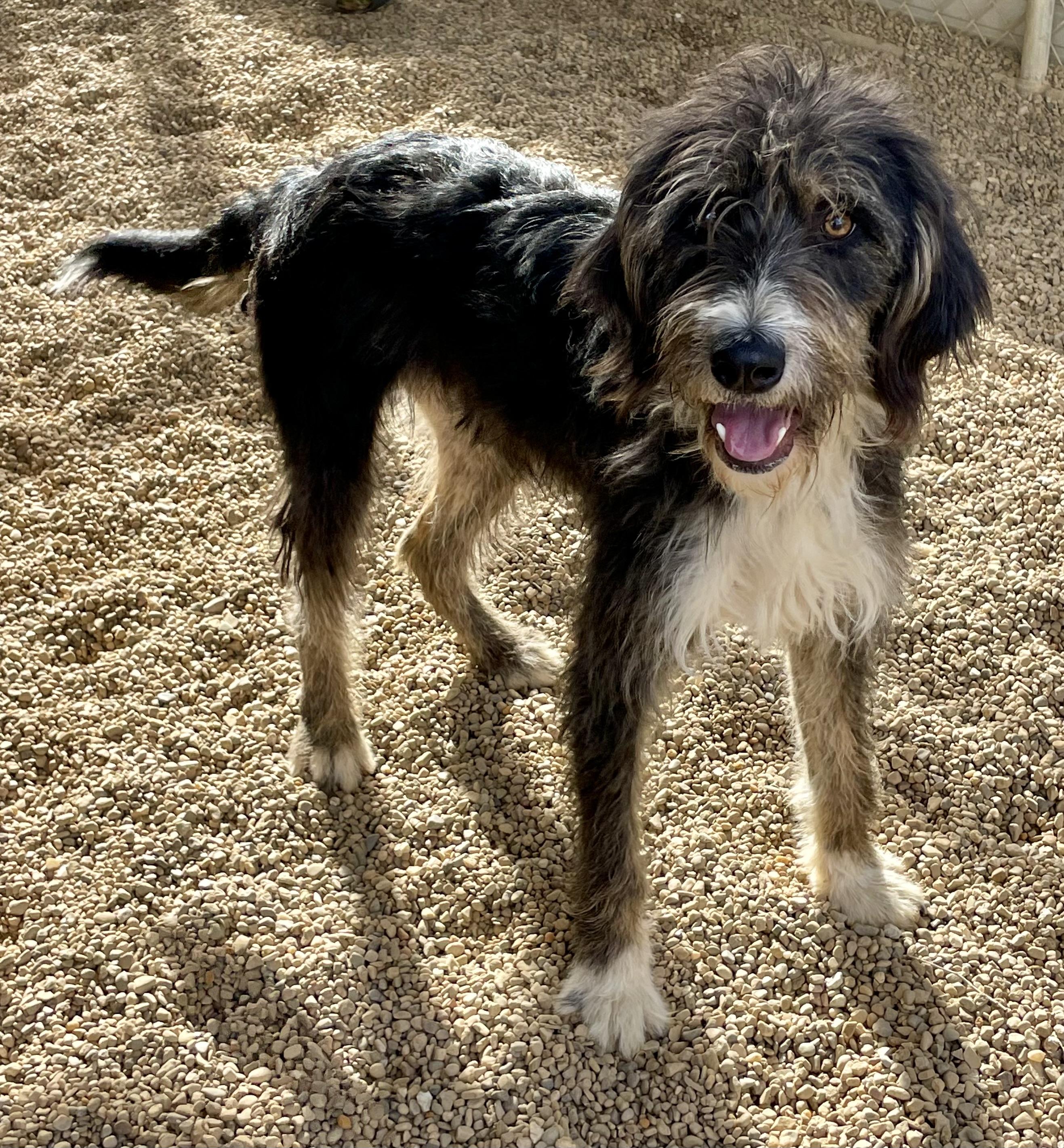 AJ, a ADOPTABLE Mixed Breed in Lacon, IL image 3/4
