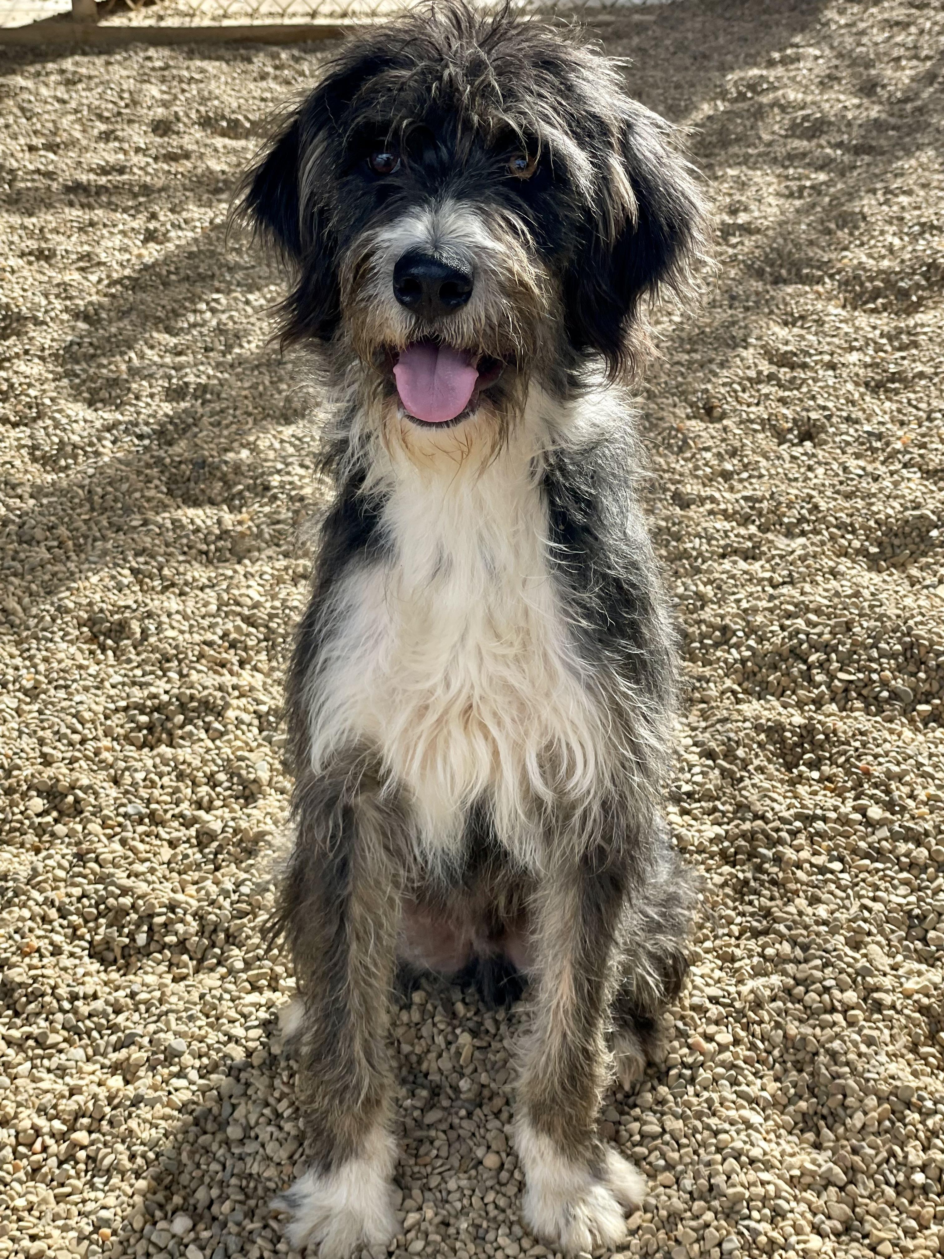 AJ, a ADOPTABLE Mixed Breed in Lacon, IL image 1/4