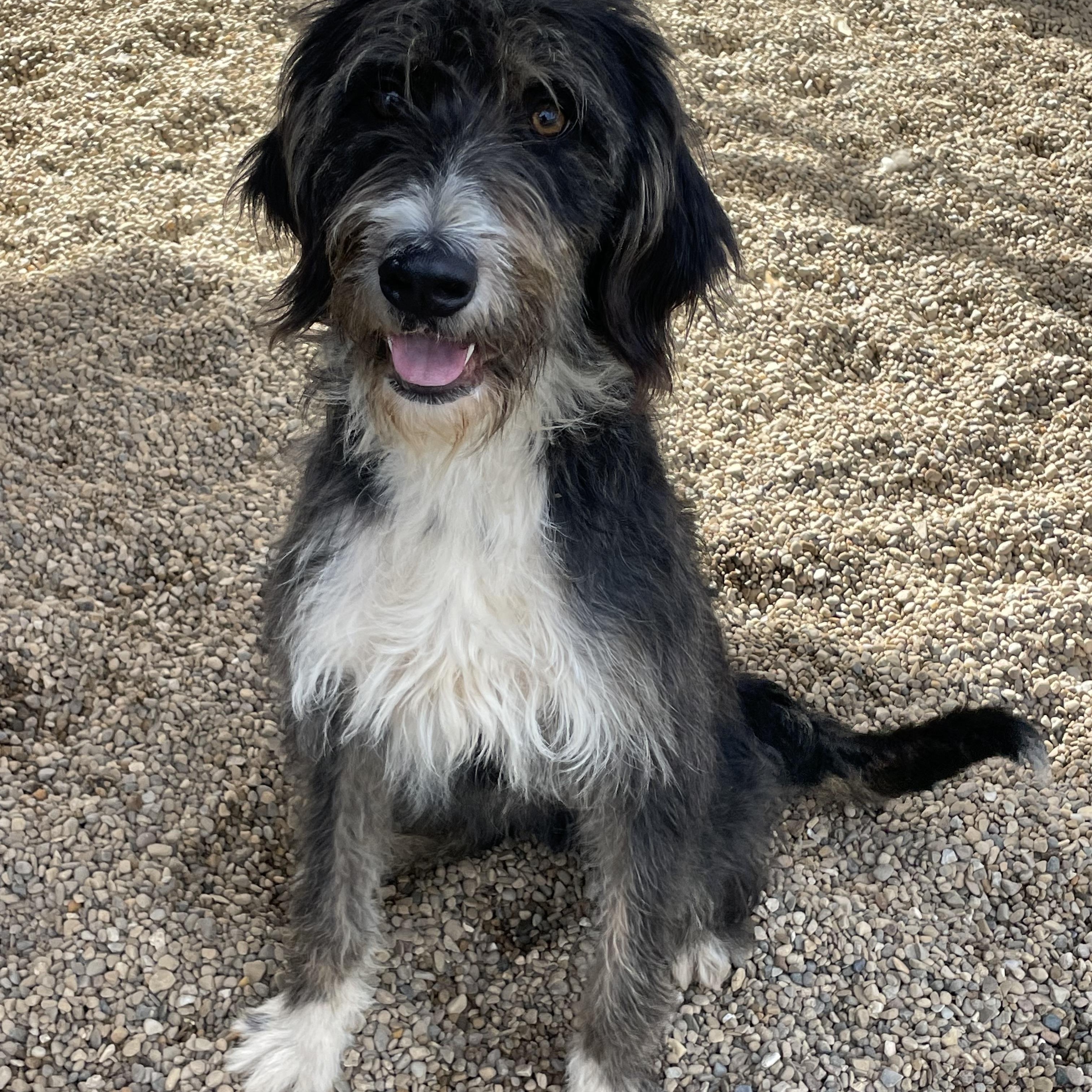 AJ, a ADOPTABLE Mixed Breed in Lacon, IL image 4/4
