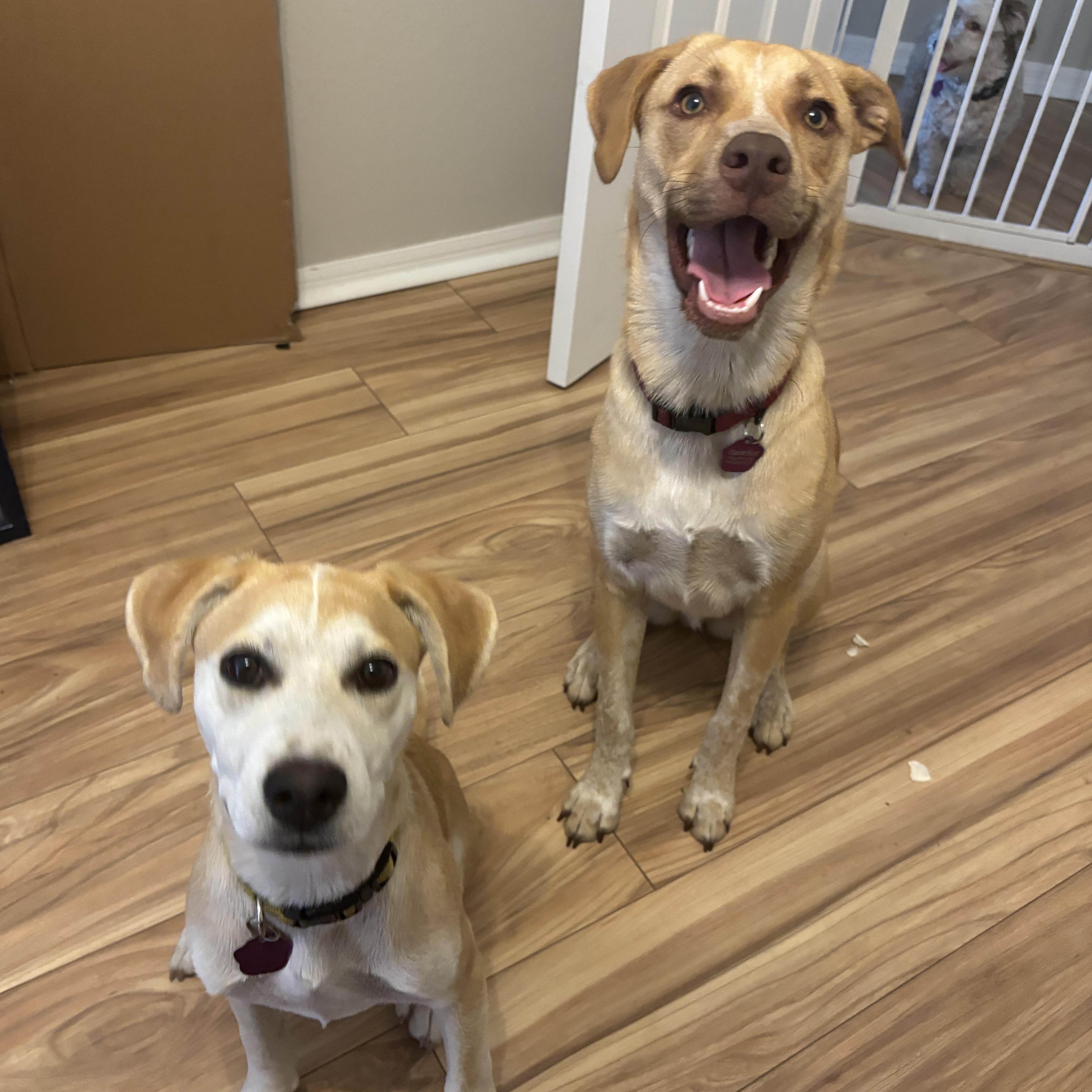 Cashew, a ADOPTABLE mixed breed in Orlando, FL image 6/6