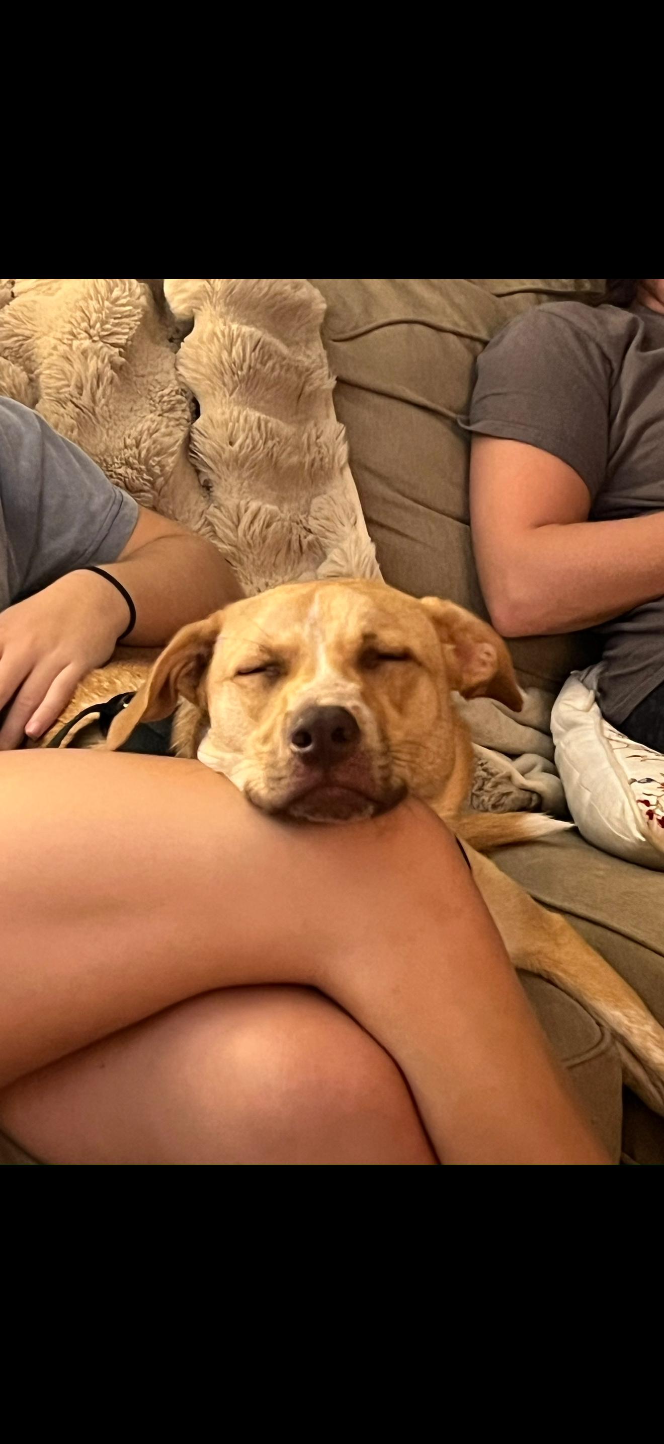 Cashew, a ADOPTABLE mixed breed in Orlando, FL image 5/6