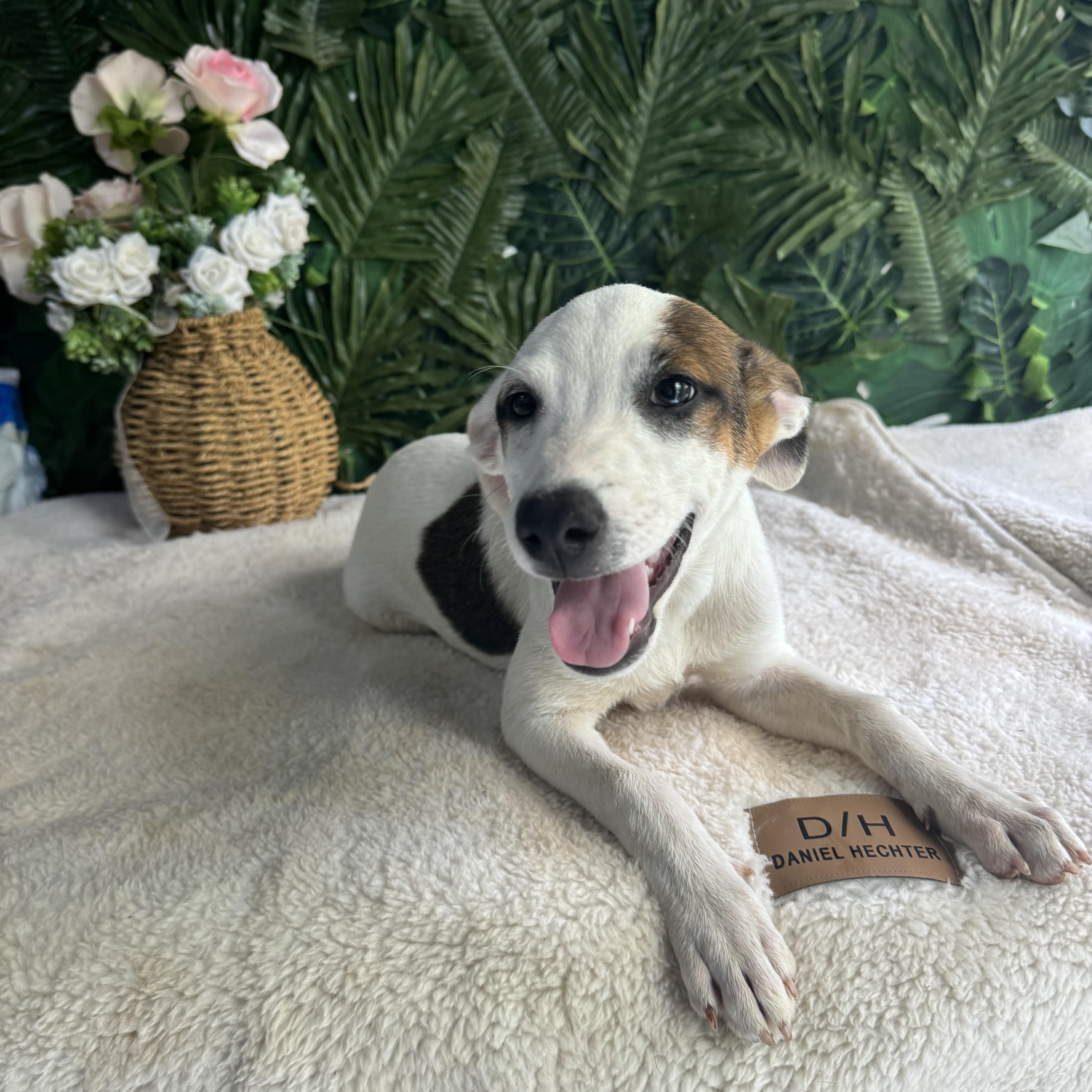 Fisher, ADOPTABLE, Puppy Male Mixed Breed.