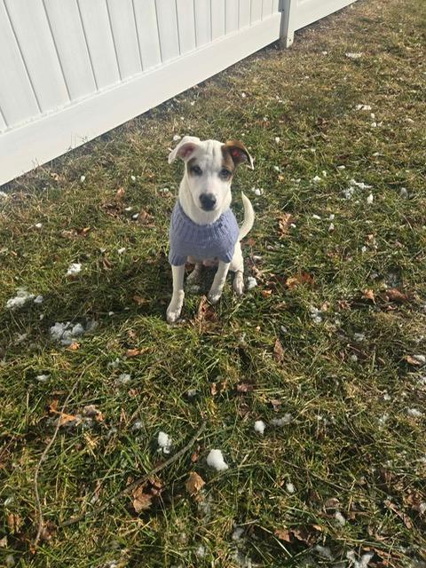 Enlarge Fisher, an adopted Mixed Breed in Glastonbury, CT image 1/2