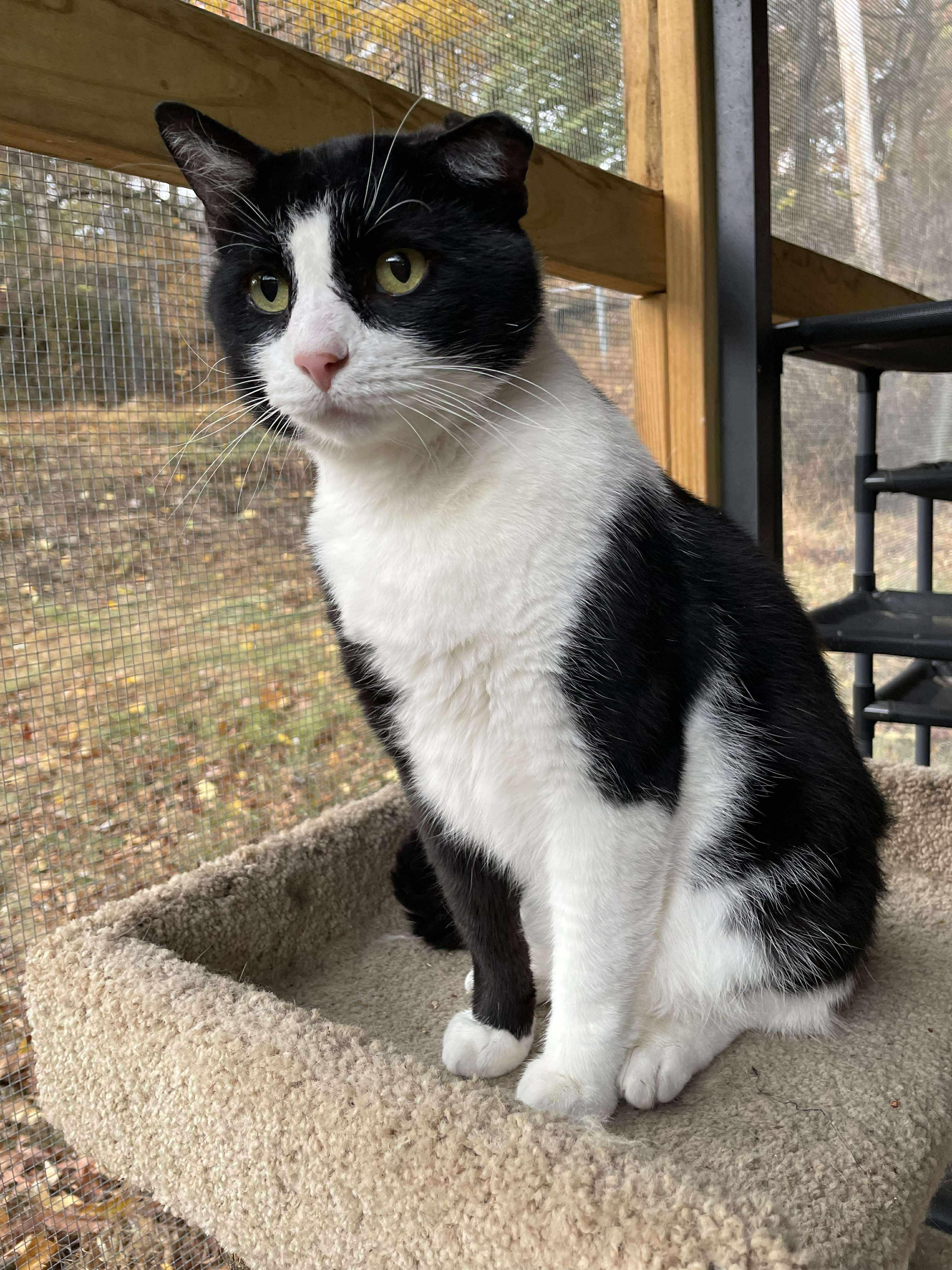 Enlarge Trooper, a ADOPTABLE Domestic Short Hair in Pittsburgh, PA image 3/6
