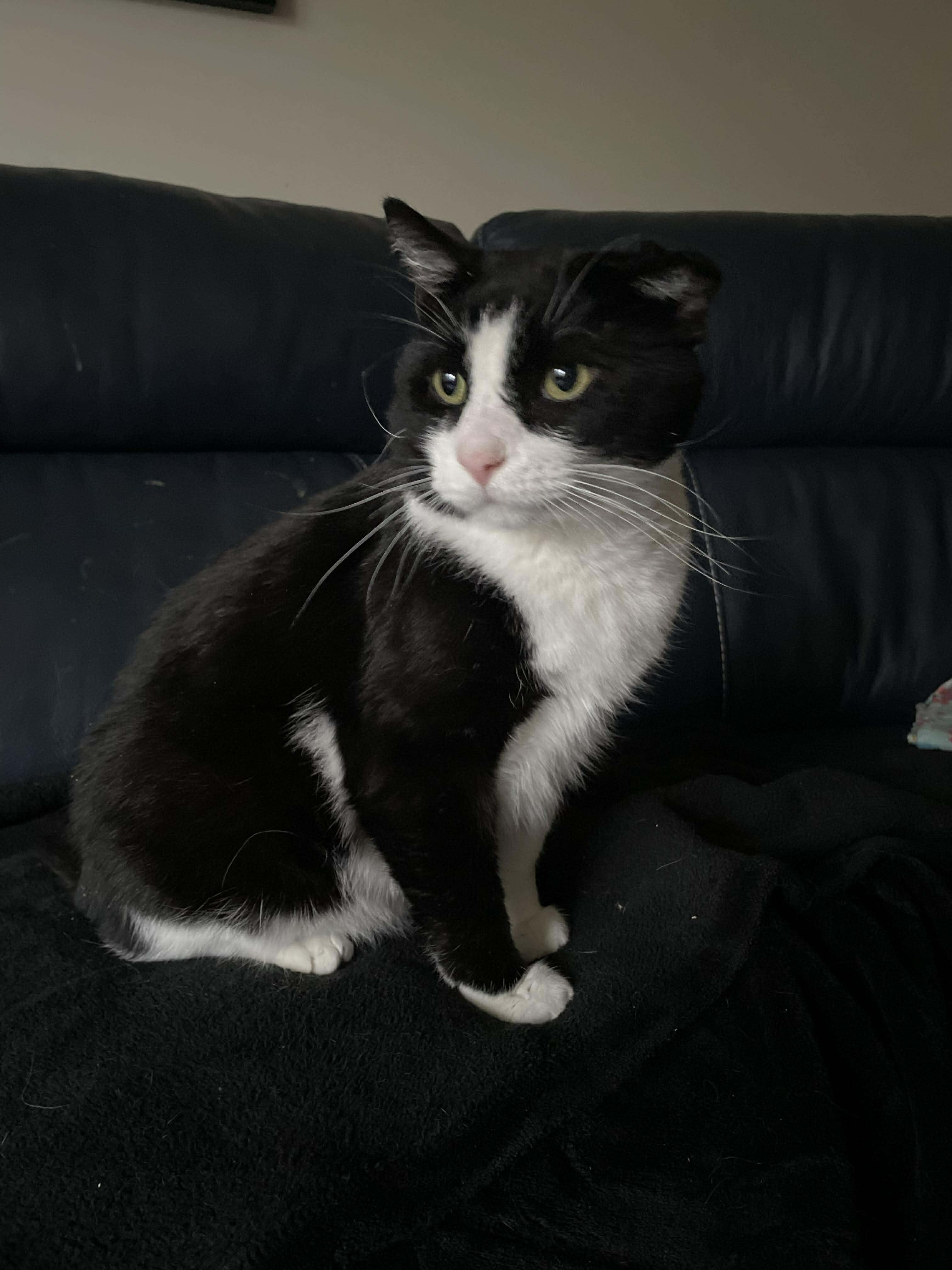 Enlarge Trooper, a ADOPTABLE Domestic Short Hair in Pittsburgh, PA image 4/6