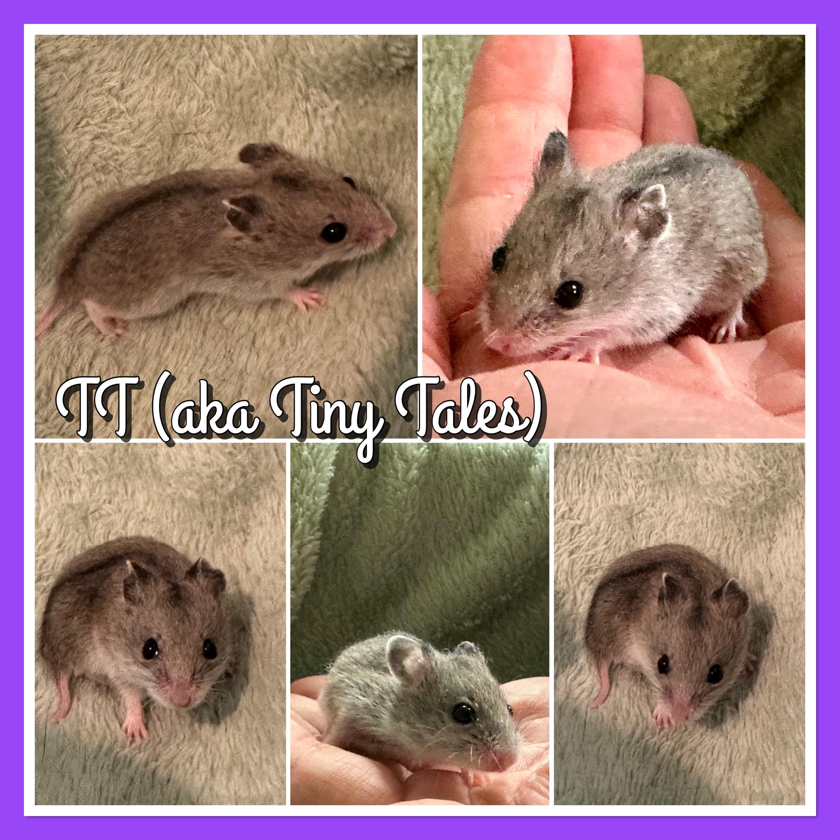 Enlarge TT, a ADOPTABLE mixed breed in Andover, CT image 3/6