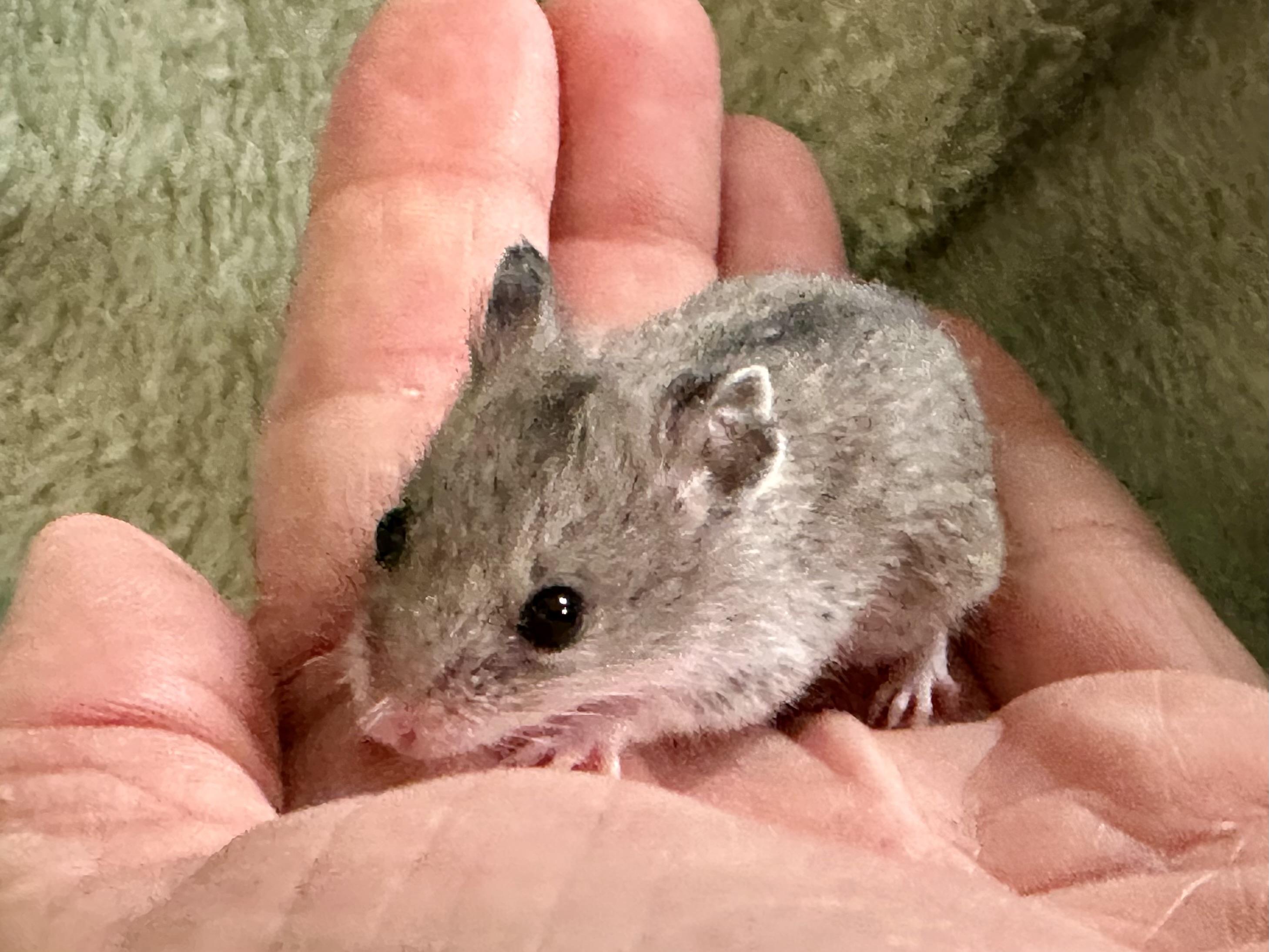 TT, ADOPTABLE, Baby Female Dwarf Hamster & Hamster.
