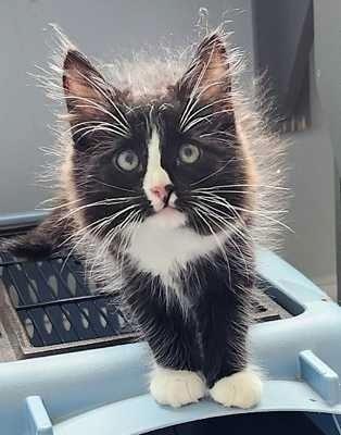 Enlarge Garnet, a Adoptable mixed breed in Vienna , VA image 1/1