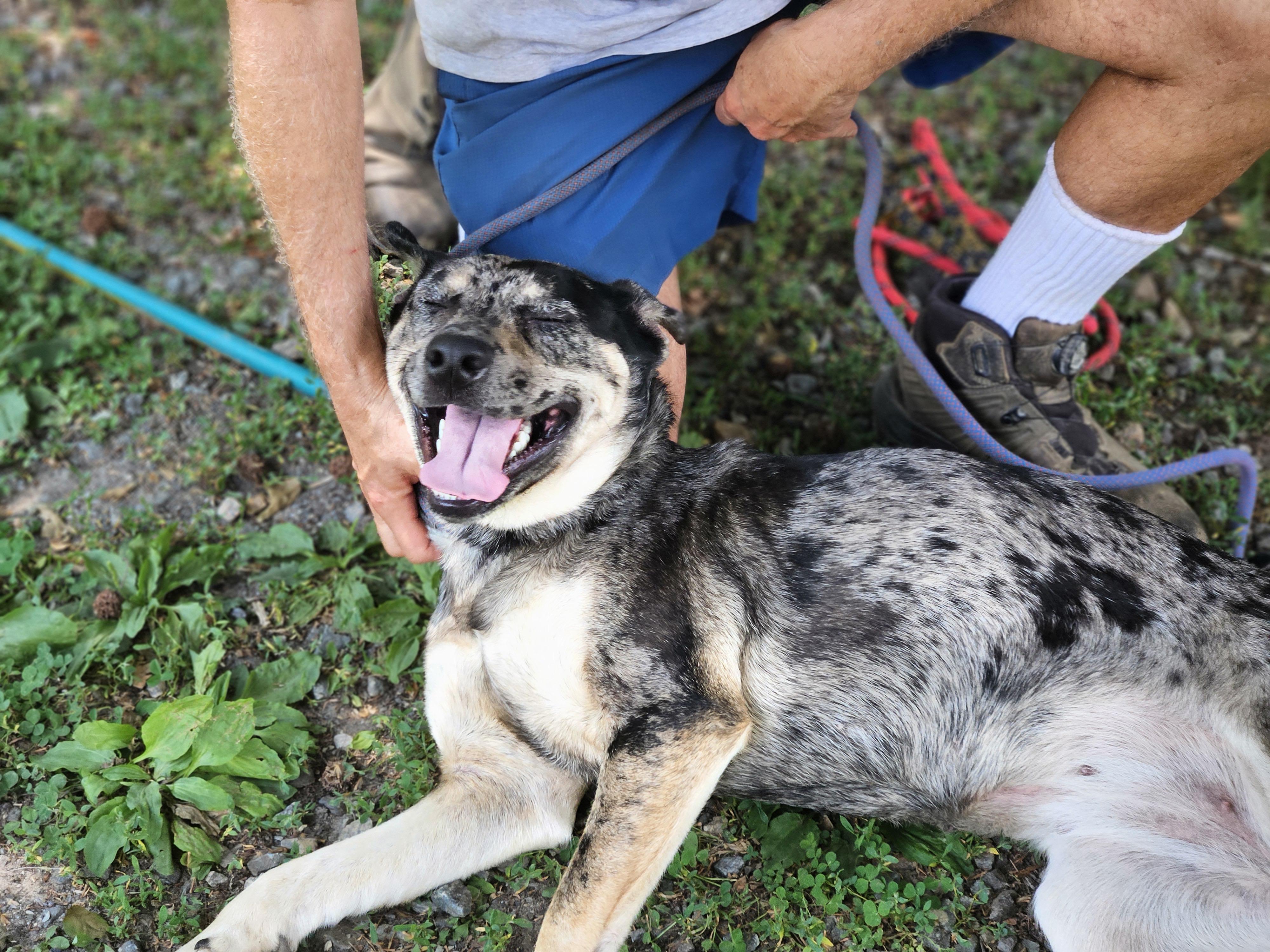 Velma, an adopted mixed breed in Heathsville, VA image 3/5