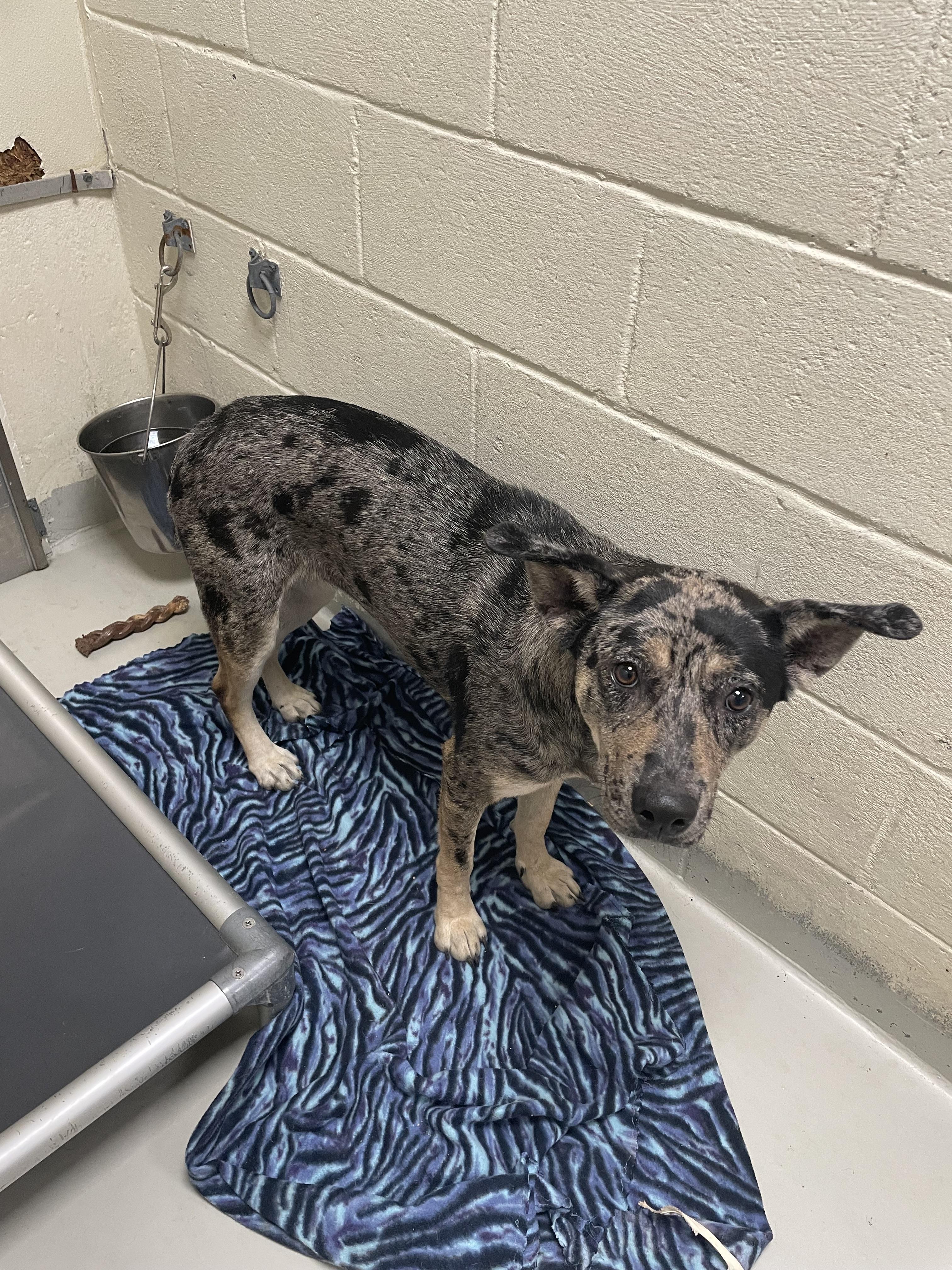 Velma, an adopted mixed breed in Heathsville, VA image 5/5