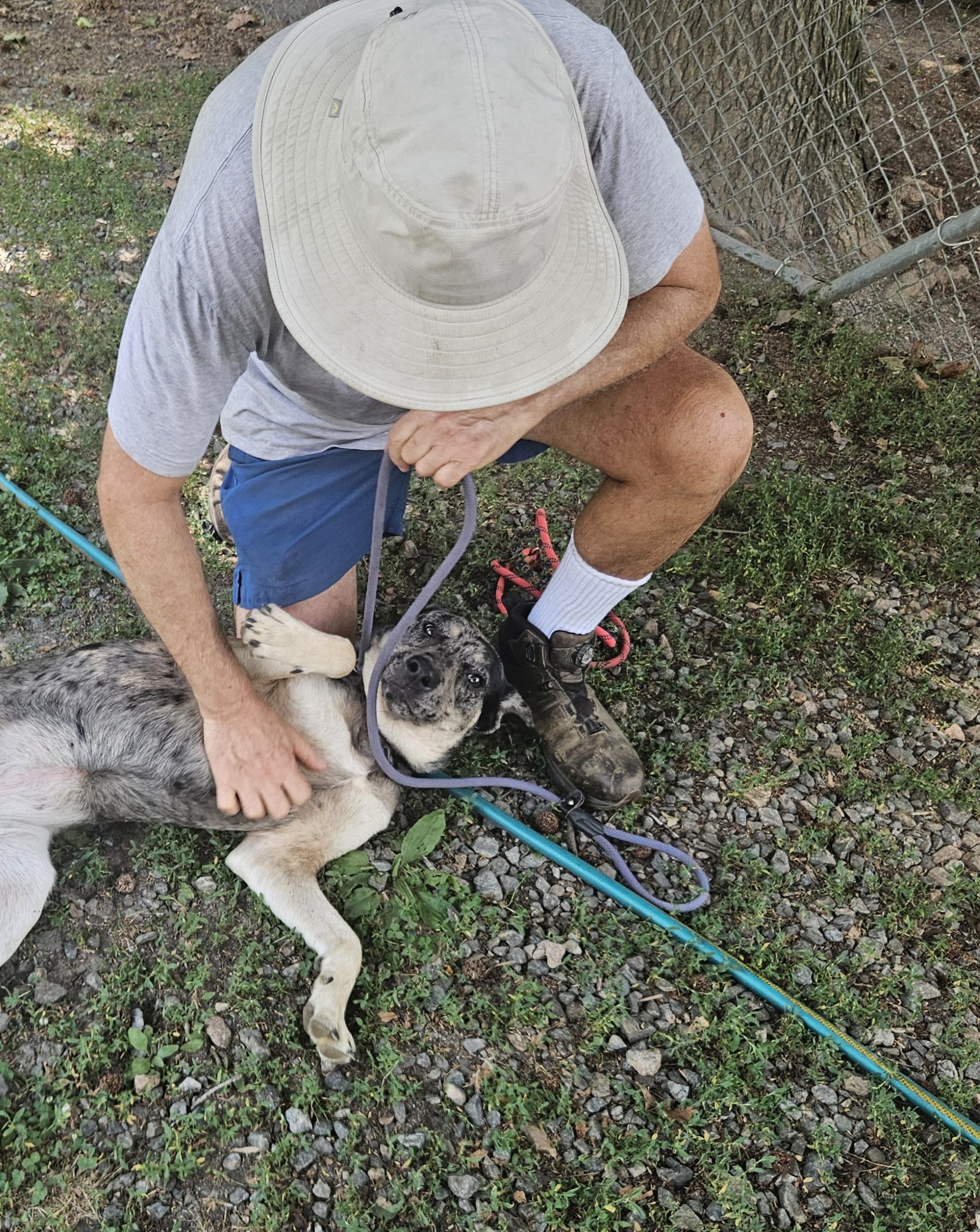 Velma, an adopted mixed breed in Heathsville, VA image 4/5