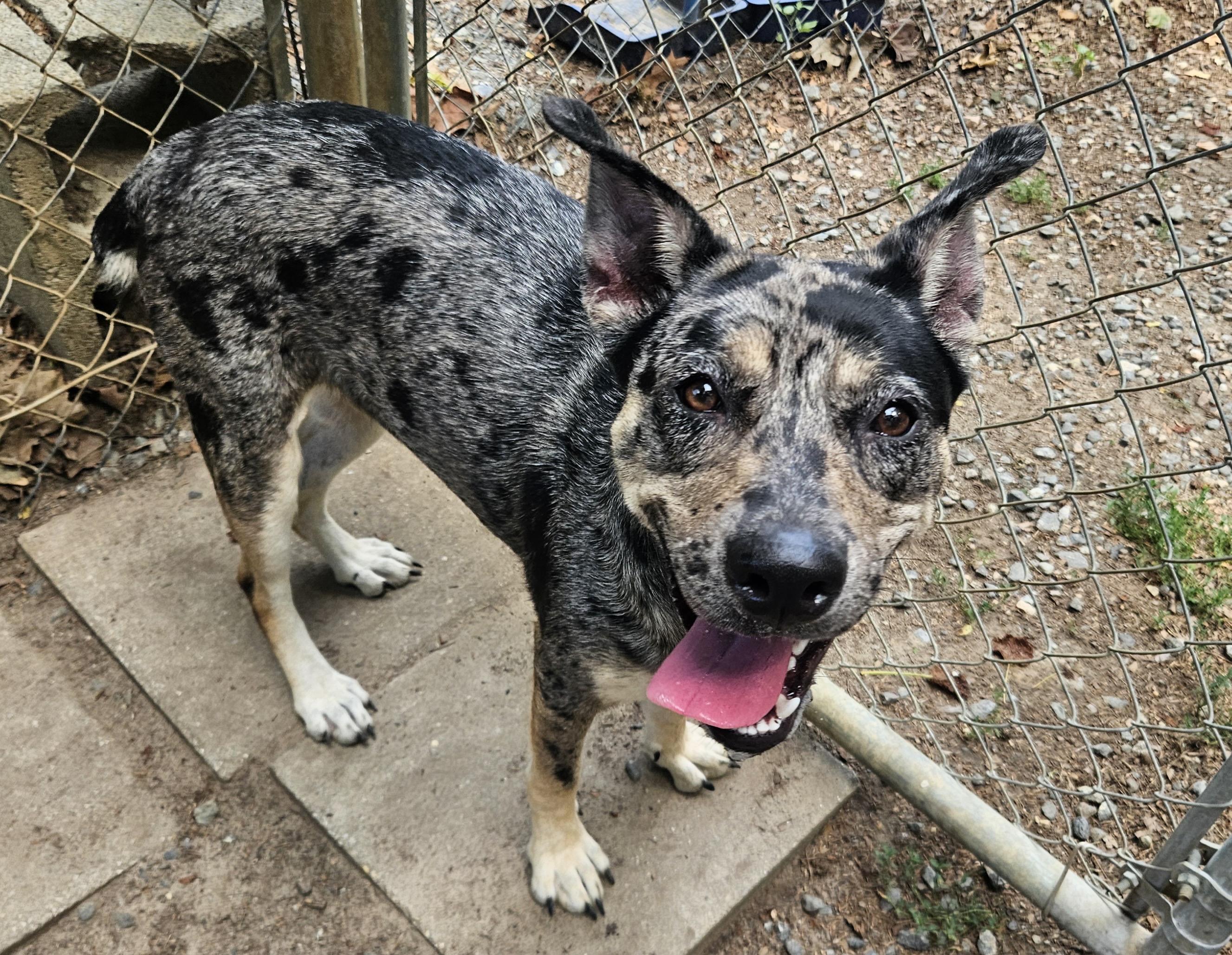 Velma, adopted, Young Female Australian Cattle Dog / Blue Heeler & Catahoula Leopard Dog.