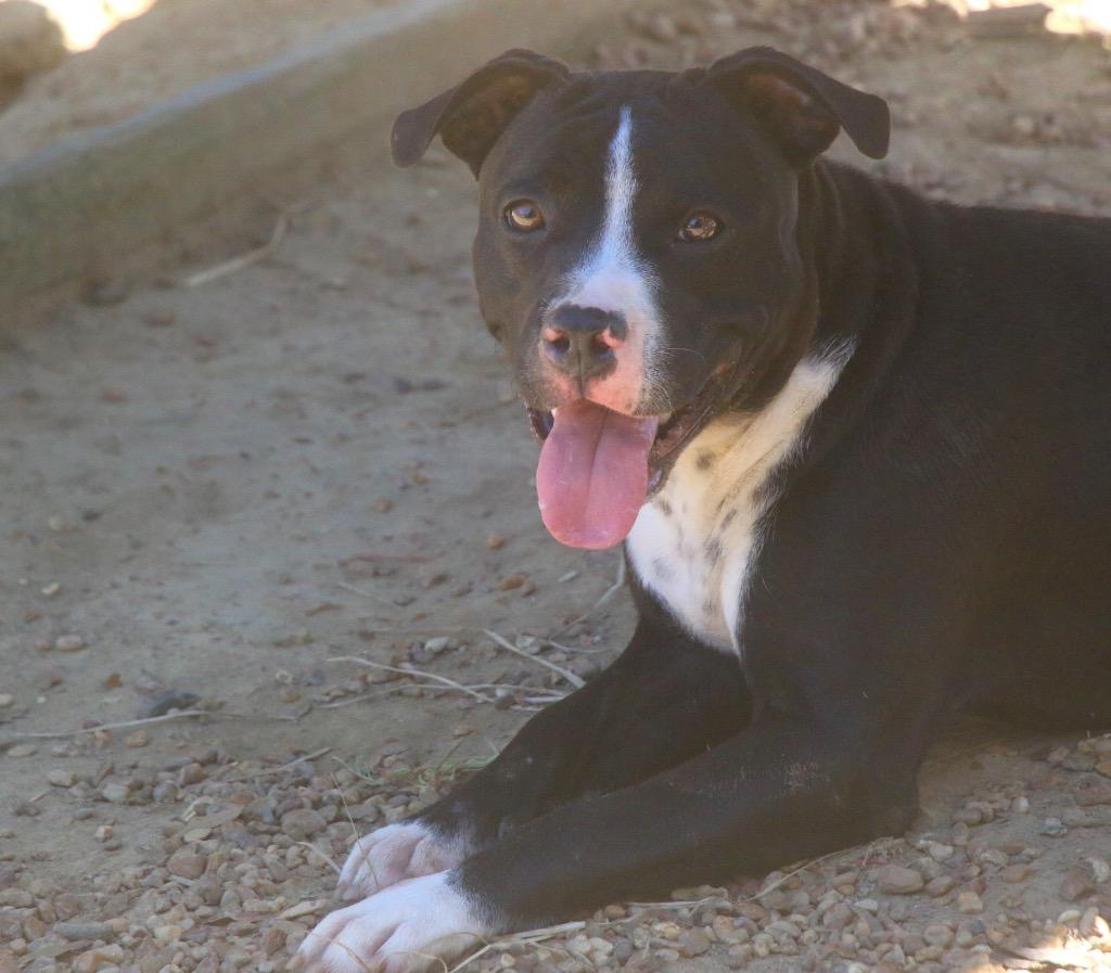 Adonis 26, Adoptable, Puppy Female Mixed Breed.