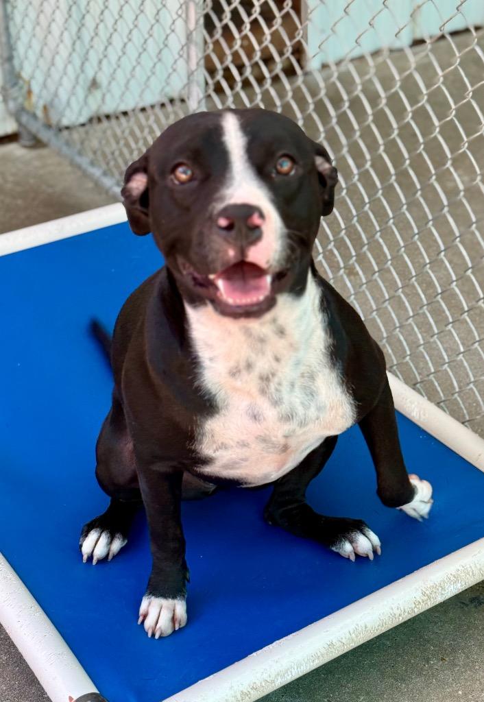 Enlarge Adonis 26, a Adoptable mixed breed in Brookhaven, MS image 2/5