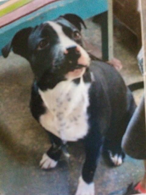 Enlarge Adonis 26, a Adoptable mixed breed in Brookhaven, MS image 3/5