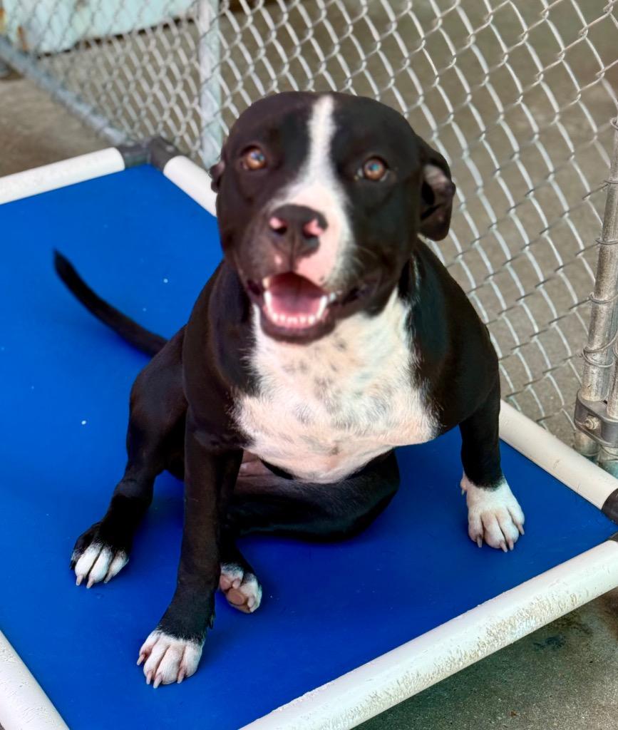 Enlarge Adonis 26, a Adoptable mixed breed in Brookhaven, MS image 4/5