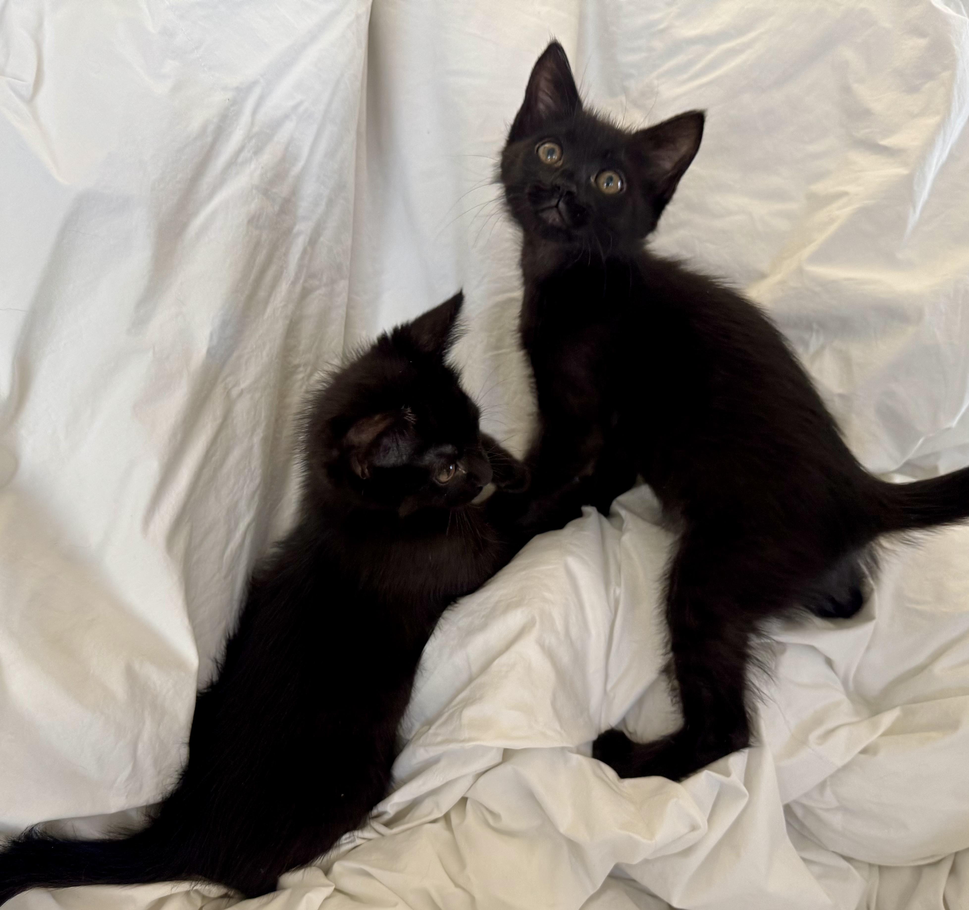 Sabrina and Percy photo 4