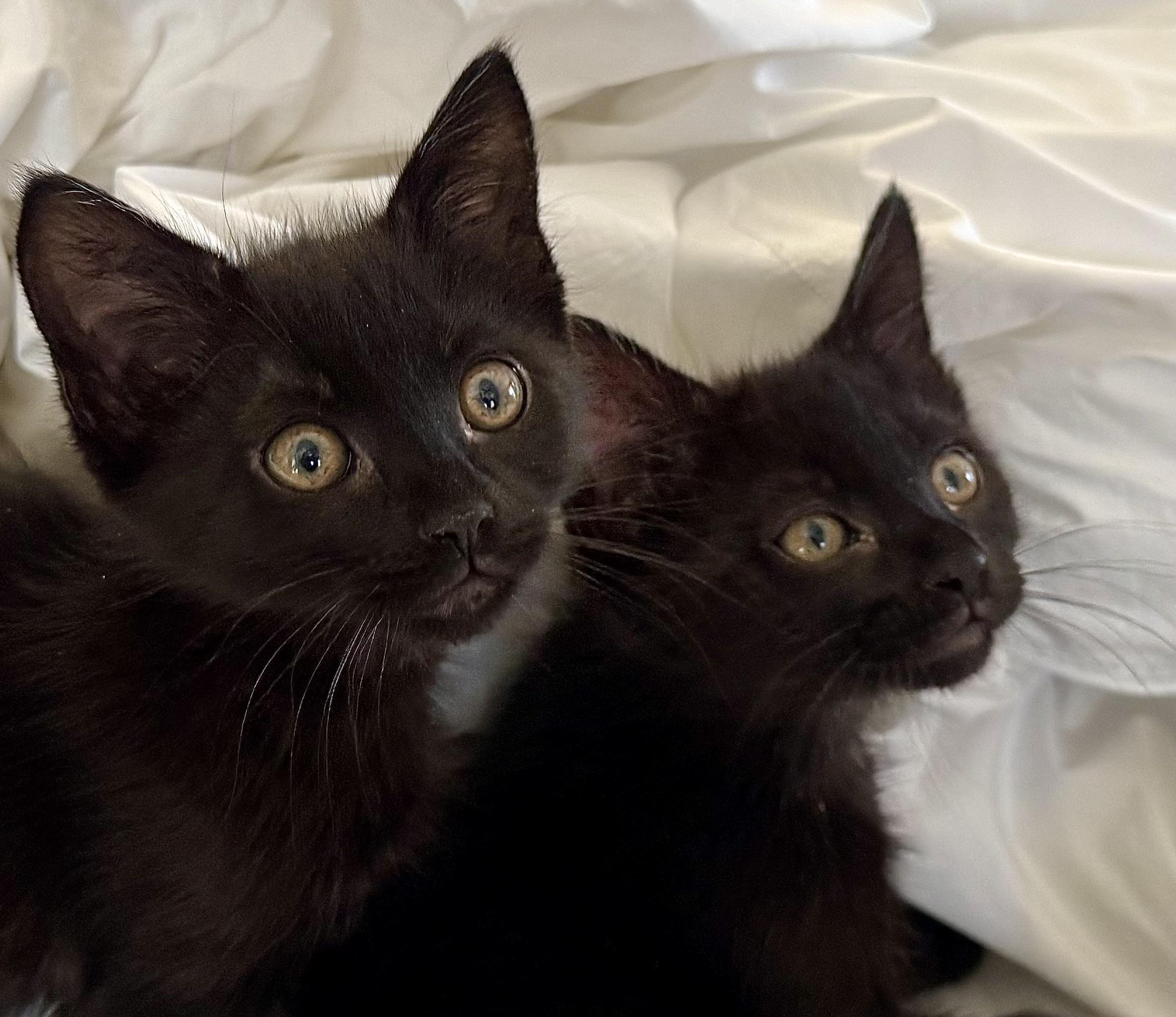 Sabrina and Percy