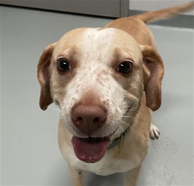 PEACH, Adoptable, Adult Female Labrador Retriever & Mixed Breed.