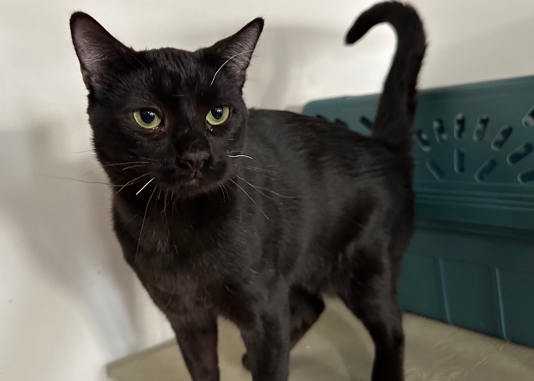 Harry, a Adoptable Domestic Short Hair in Midway City, CA image 2/5