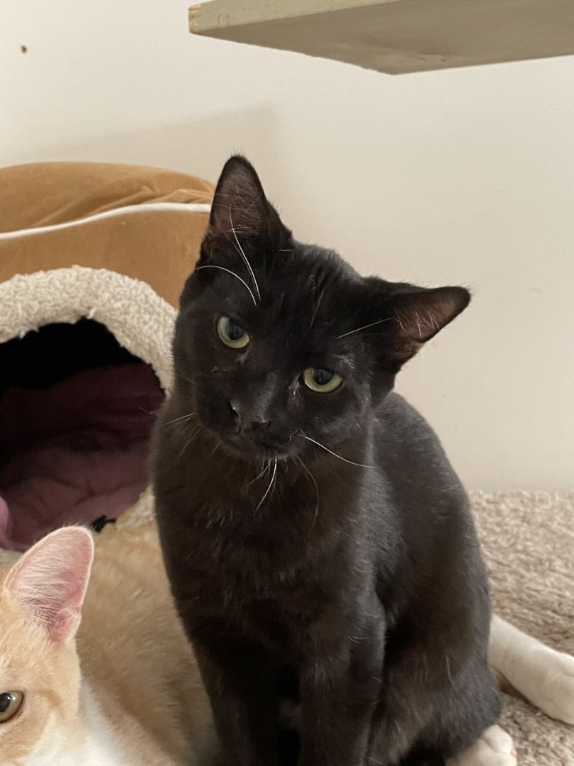Harry, a Adoptable Domestic Short Hair in Midway City, CA image 3/5