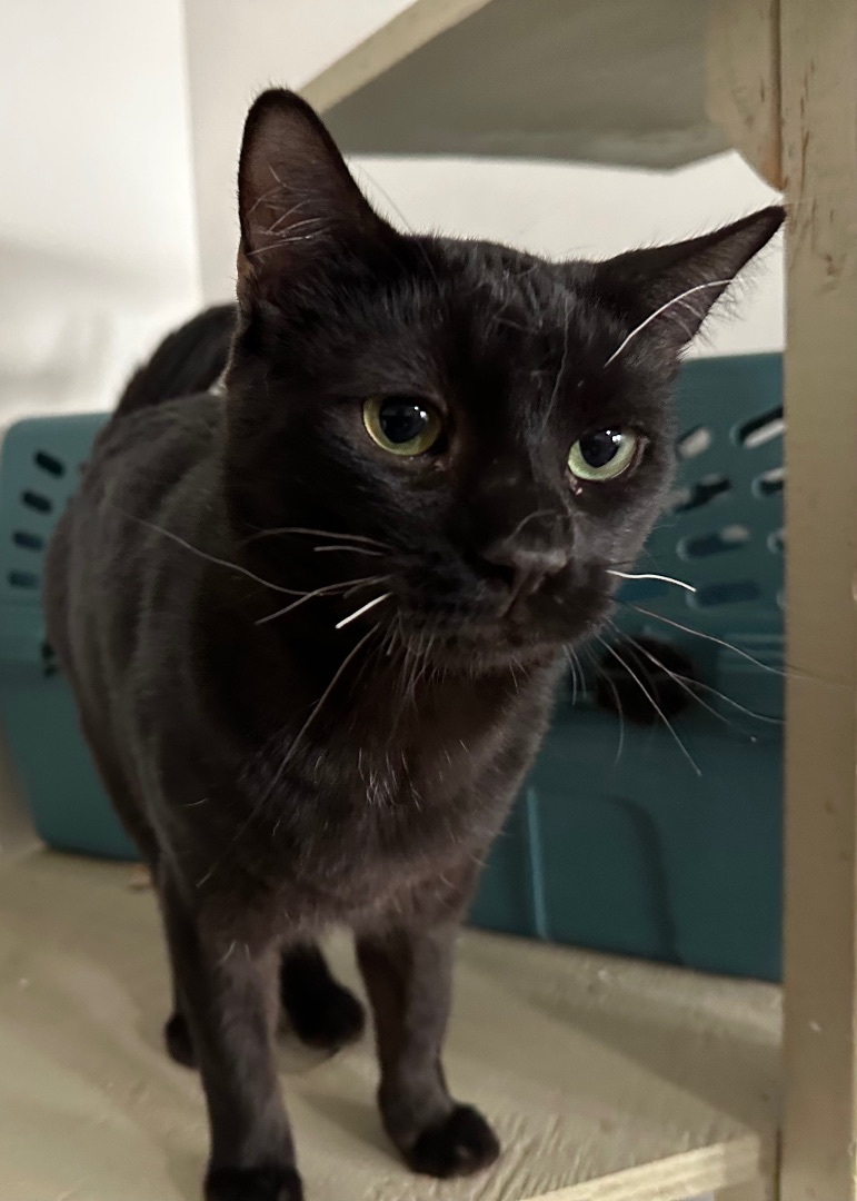 Harry, a Adoptable Domestic Short Hair in Midway City, CA image 4/5