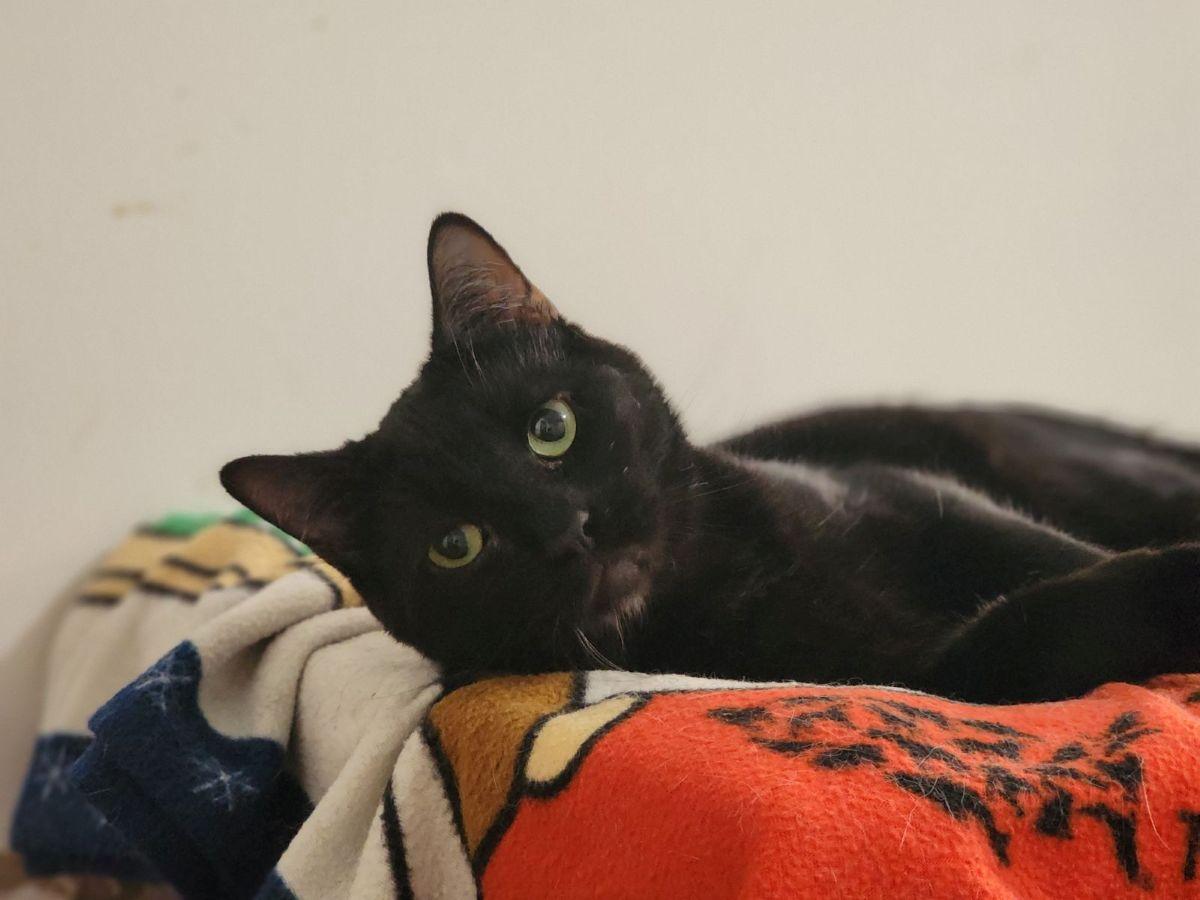 Harry, a Adoptable Domestic Short Hair in Midway City, CA image 1/5