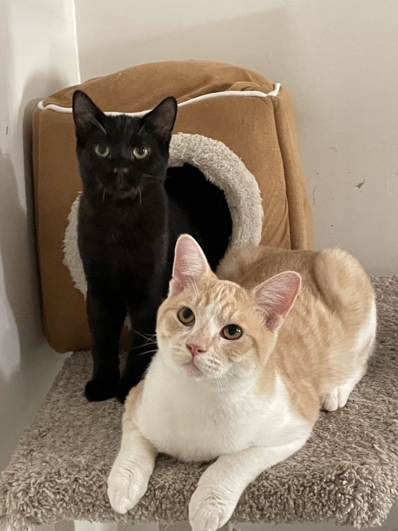 Harry, a Adoptable Domestic Short Hair in Midway City, CA image 5/5